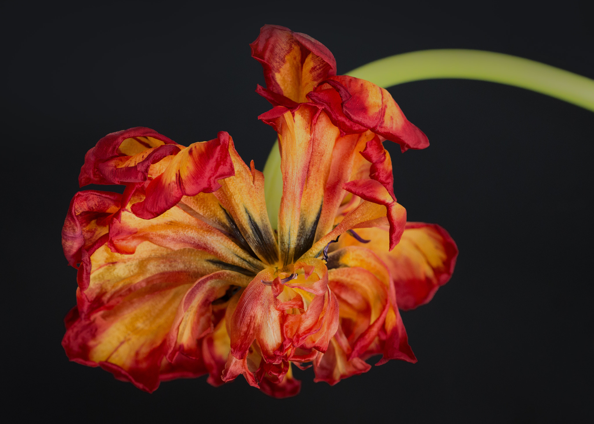 Canon EOS 6D sample photo. An elderly tulip photography