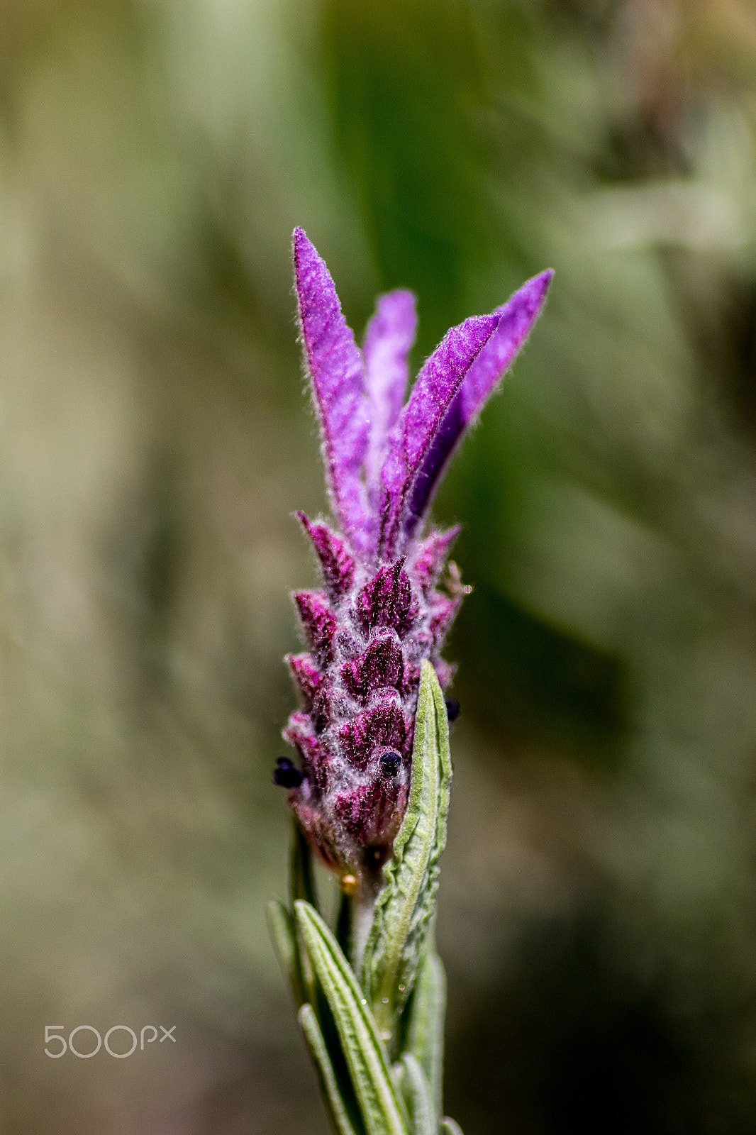 Canon EOS 7D Mark II + Tamron SP AF 90mm F2.8 Di Macro sample photo. Lavender photography