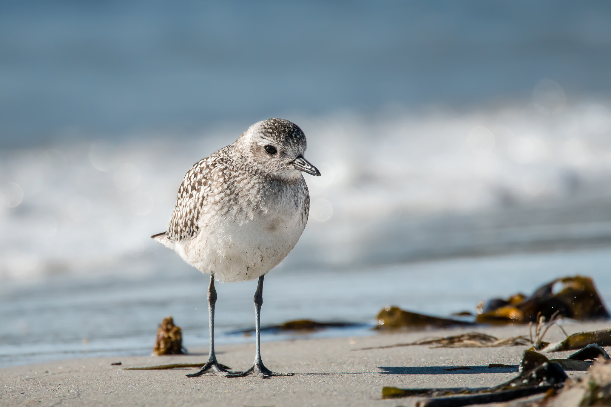 Tamron SP 150-600mm F5-6.3 Di VC USD sample photo. Beachboy photography