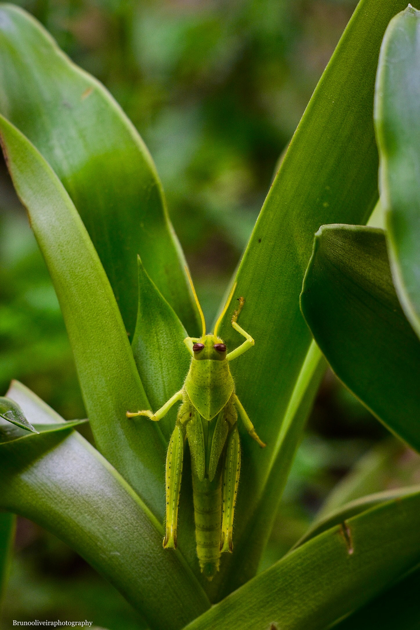 Nikon AF Nikkor 50mm F1.8D sample photo. Cricket photography