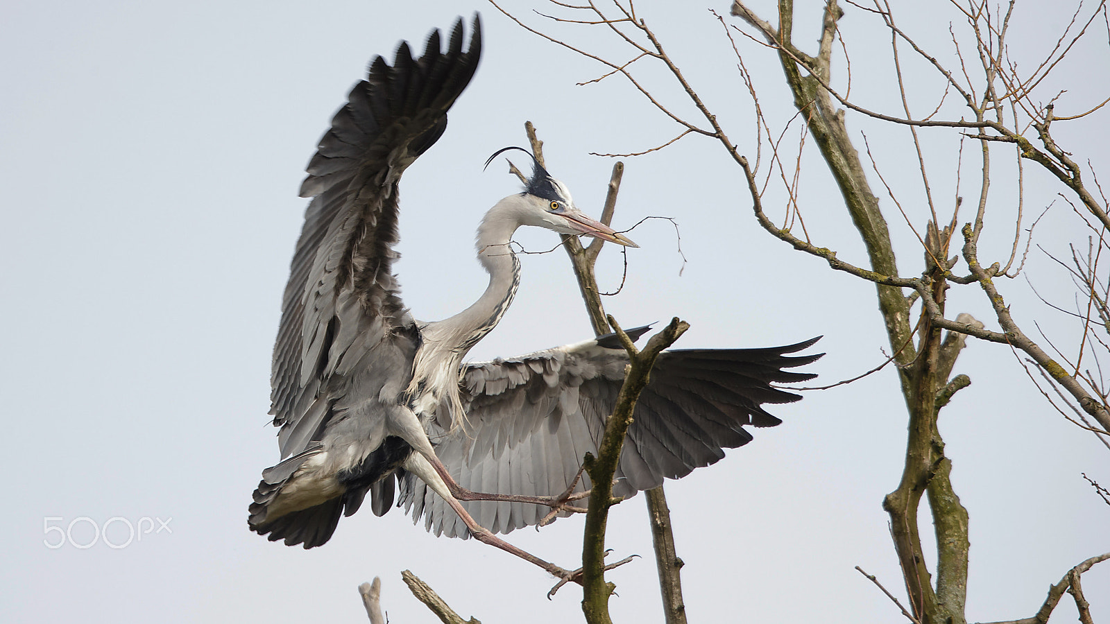 Canon EOS-1D X + Canon EF 400mm F2.8L IS USM sample photo. Heron photography