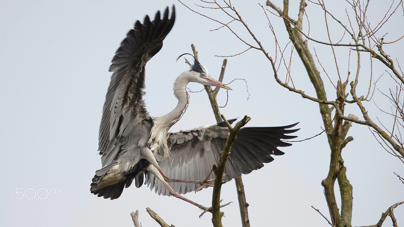 Canon EF 400mm F2.8L IS USM sample photo. Heron photography