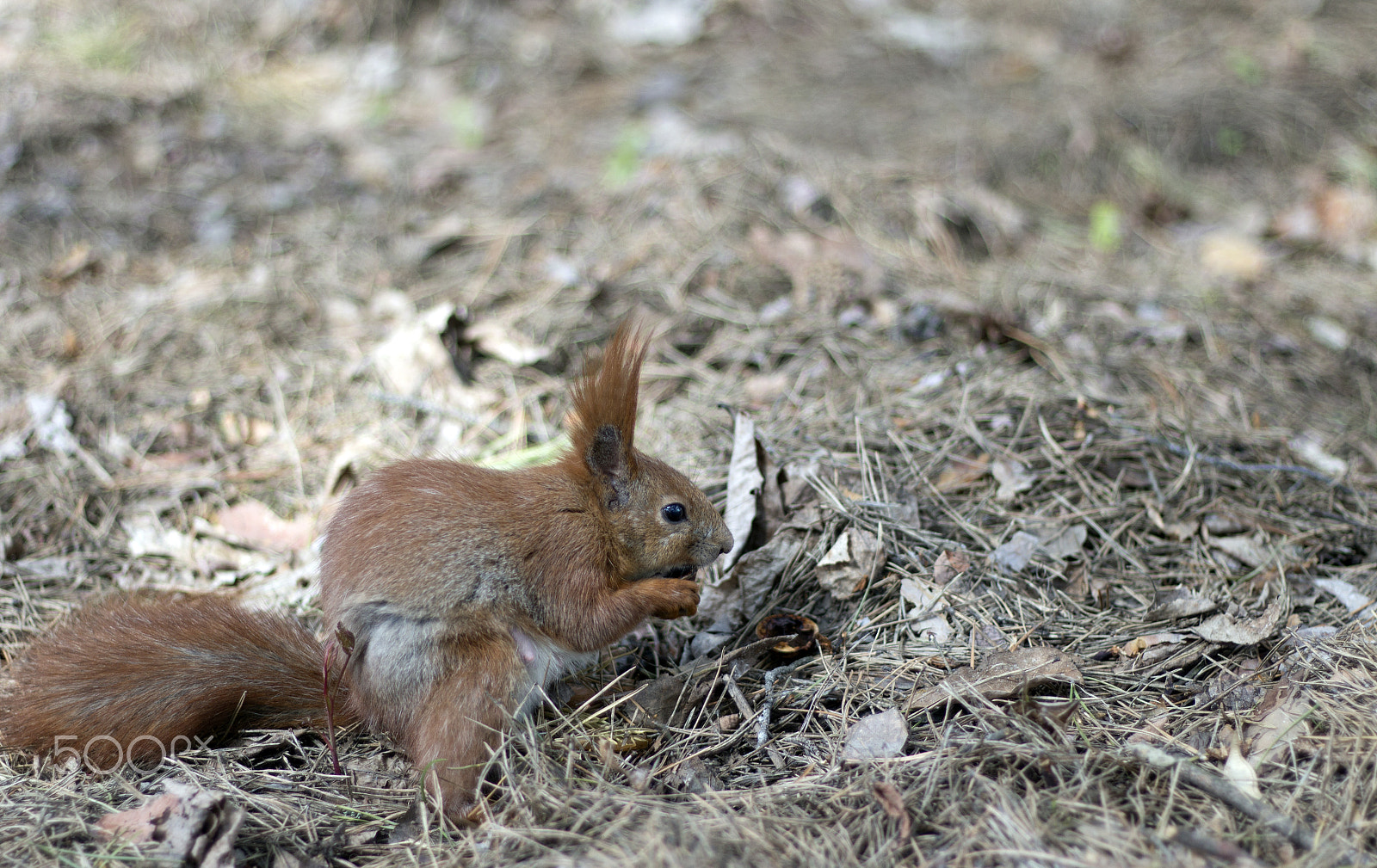 Canon EOS 650D (EOS Rebel T4i / EOS Kiss X6i) sample photo. Squirrel eating nut. photography