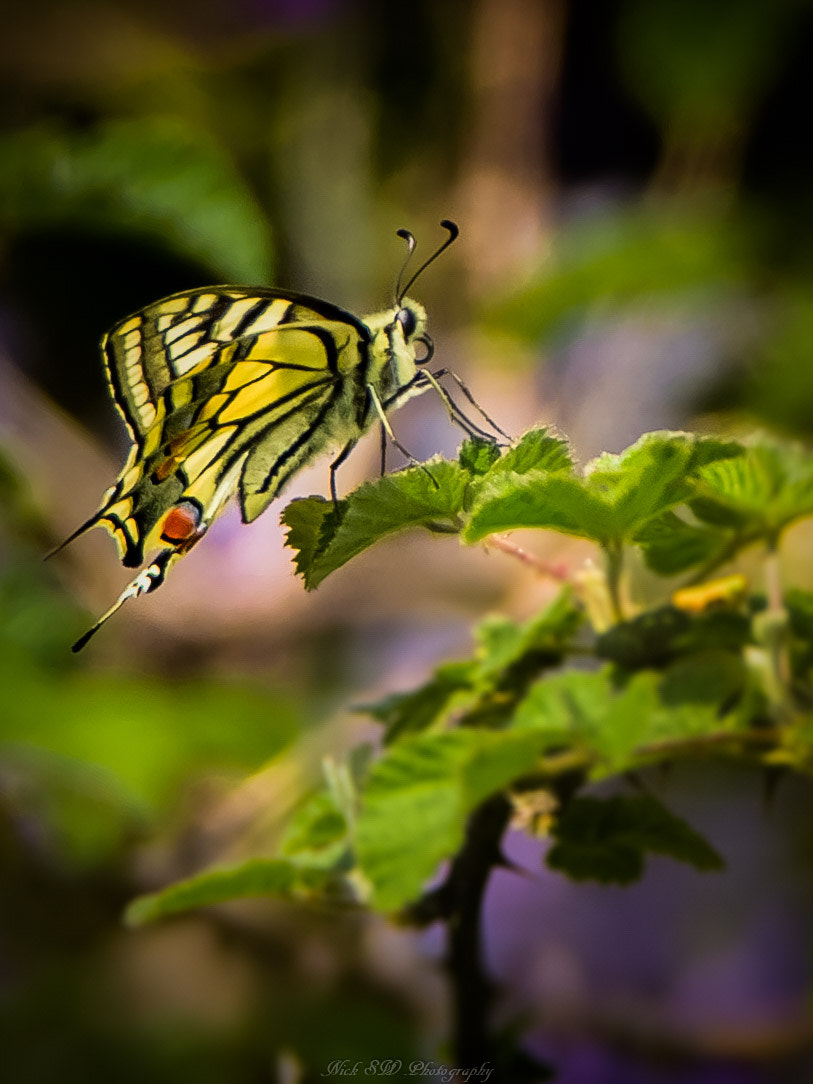 Tamron SP 150-600mm F5-6.3 Di VC USD sample photo. Simply nature photography