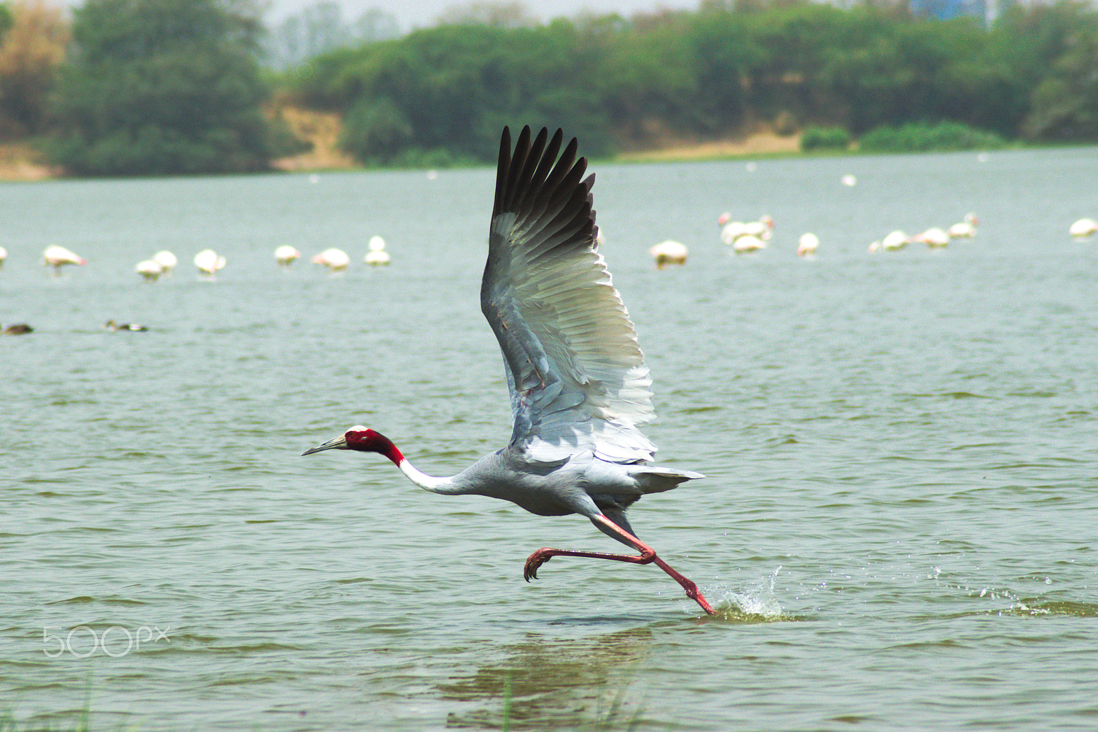 Nikon AF Nikkor 70-300mm F4-5.6G sample photo. Sarus crane about to take-off photography