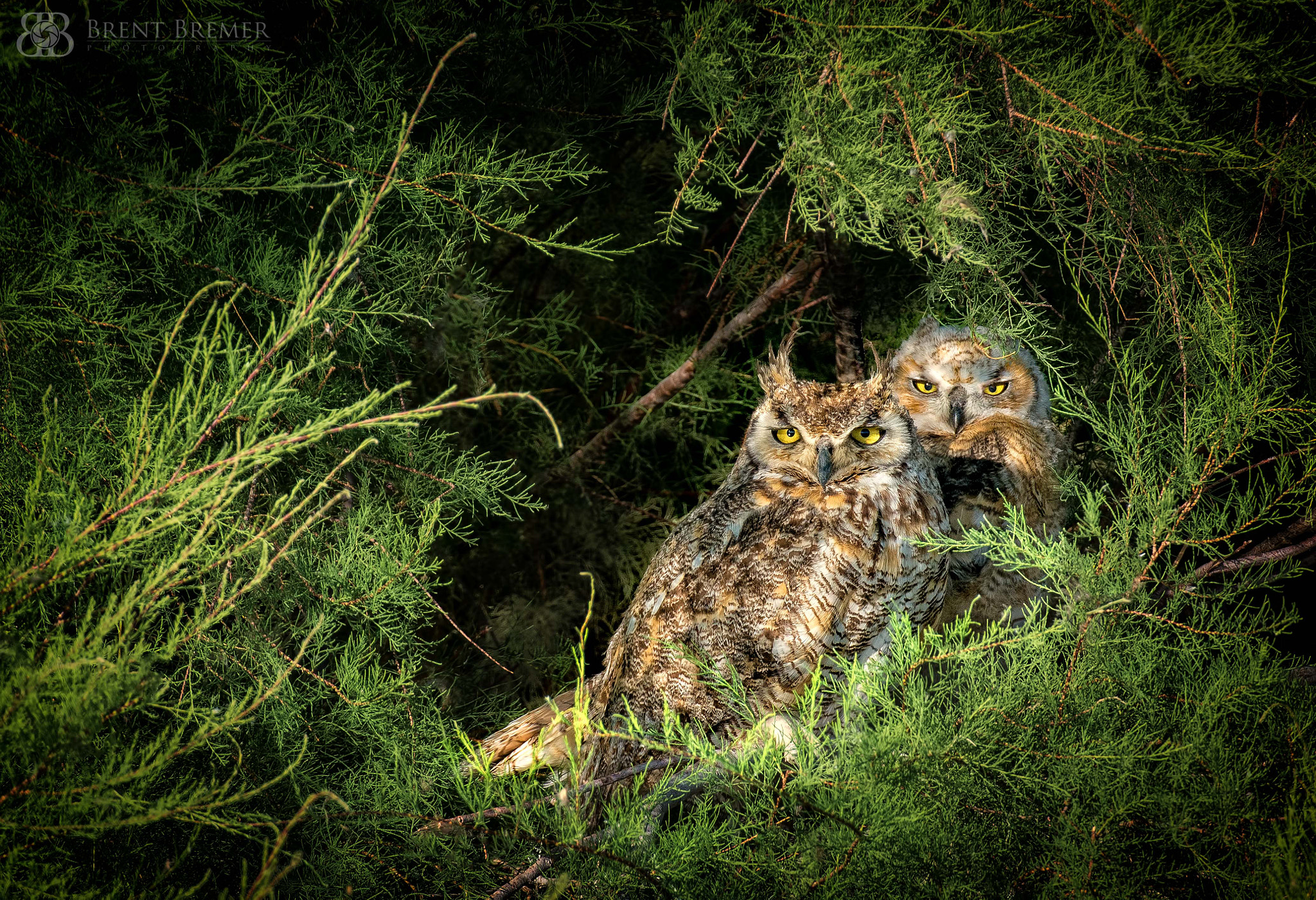 Nikon D7100 sample photo. Owl and owlet photography