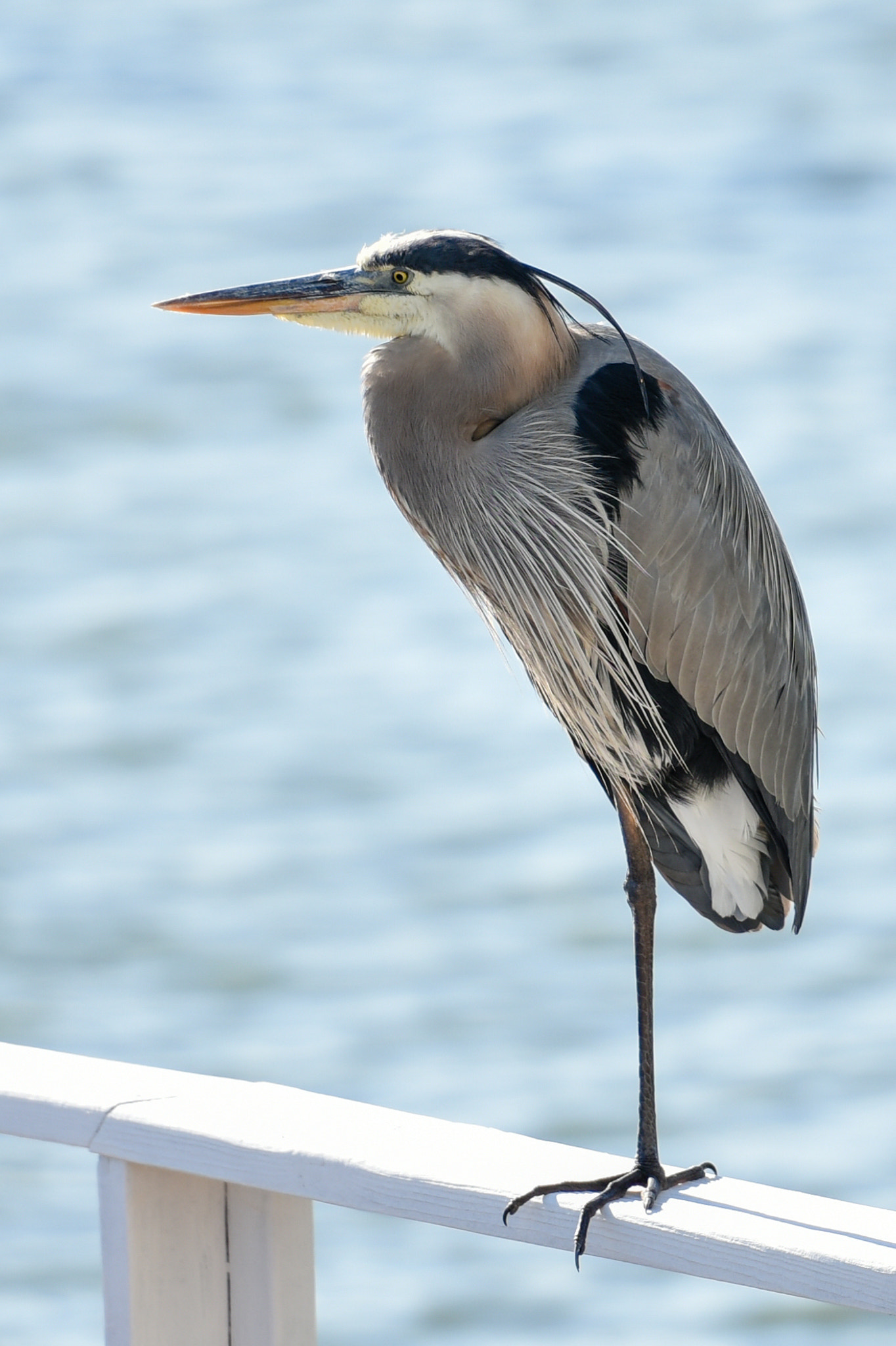 Nikon AF-S Nikkor 70-200mm F2.8G ED VR II sample photo