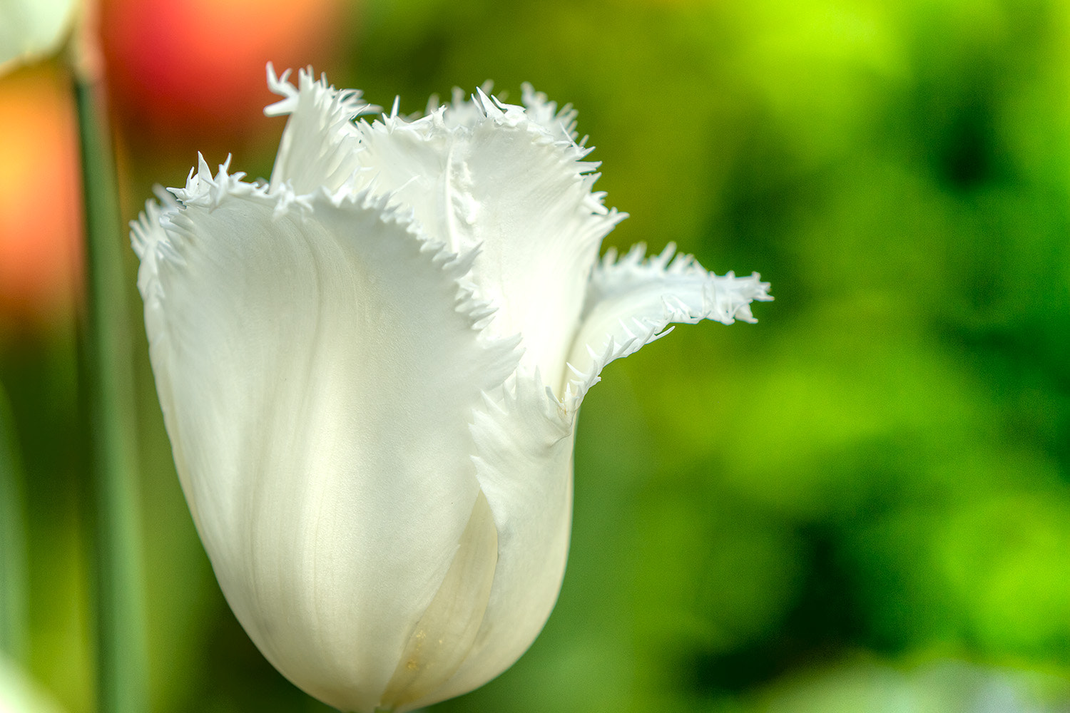 Canon EOS 7D sample photo. White tulip photography