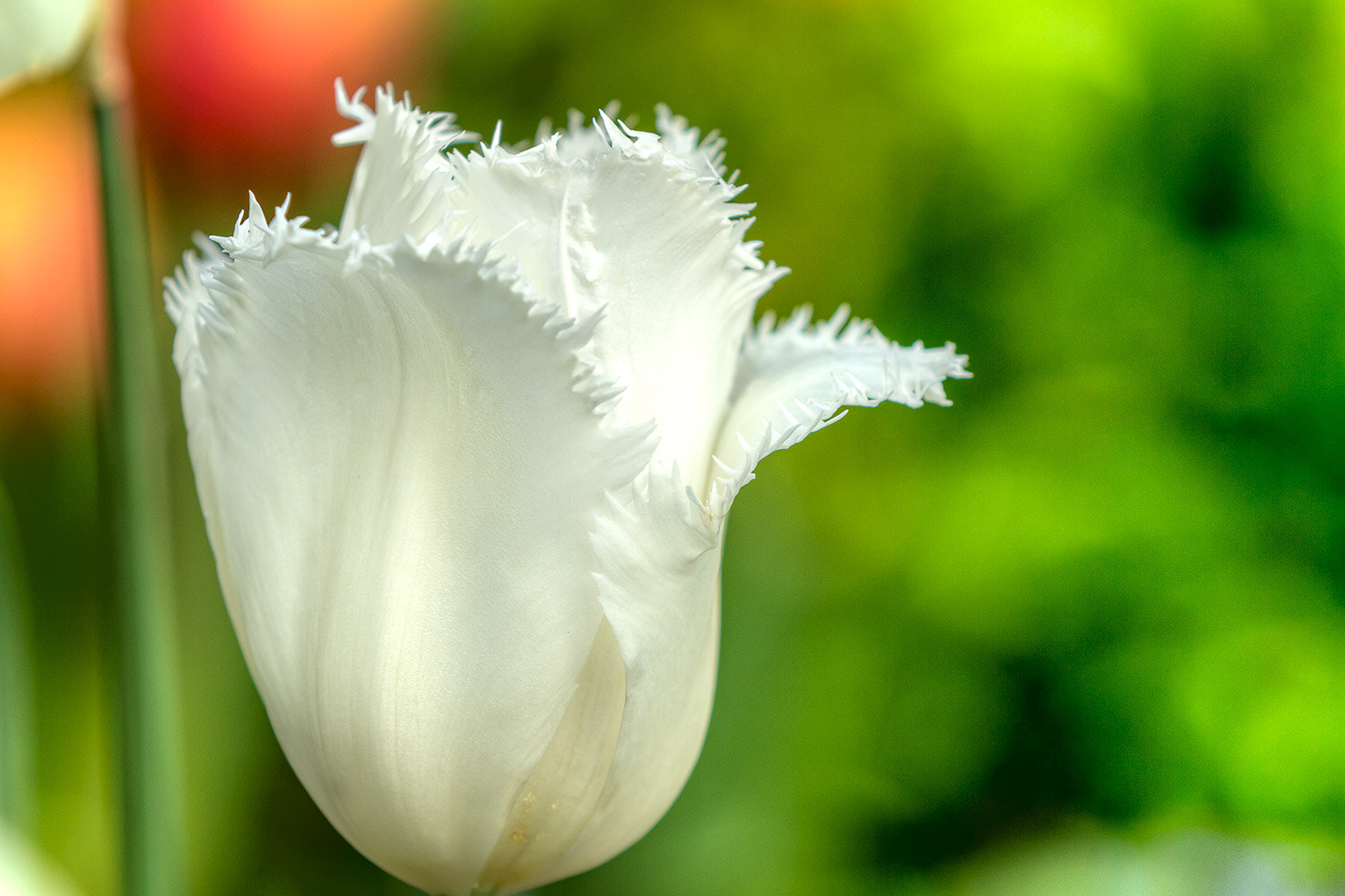 Canon EF 70-200mm F2.8L IS II USM sample photo. White tulip photography