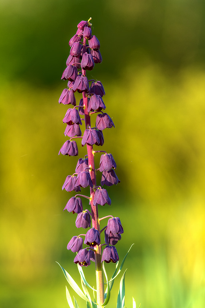 Canon EF 70-200mm F2.8L IS II USM sample photo. Fritillaria persica photography