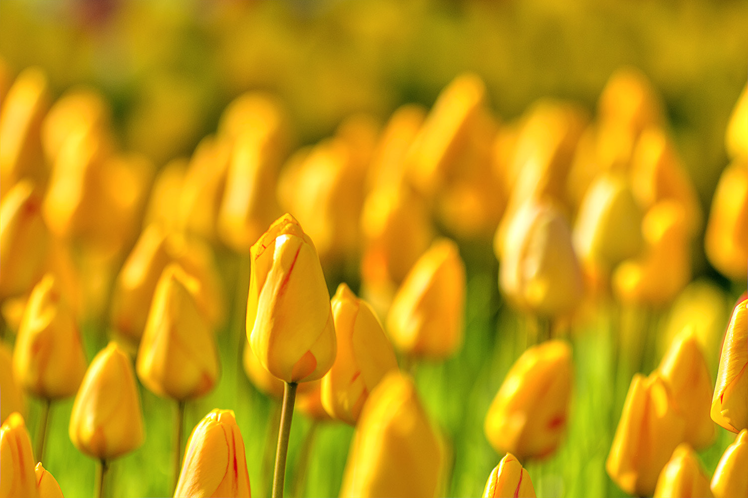 Canon EF 70-200mm F2.8L IS II USM sample photo. Yellow tulips photography