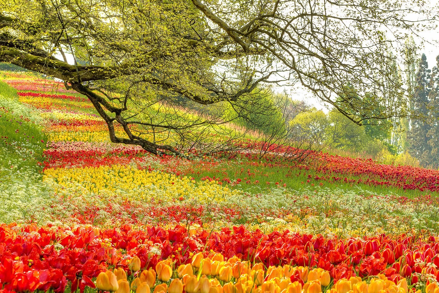 Canon EF 70-200mm F2.8L IS II USM sample photo. Tulip meadow photography