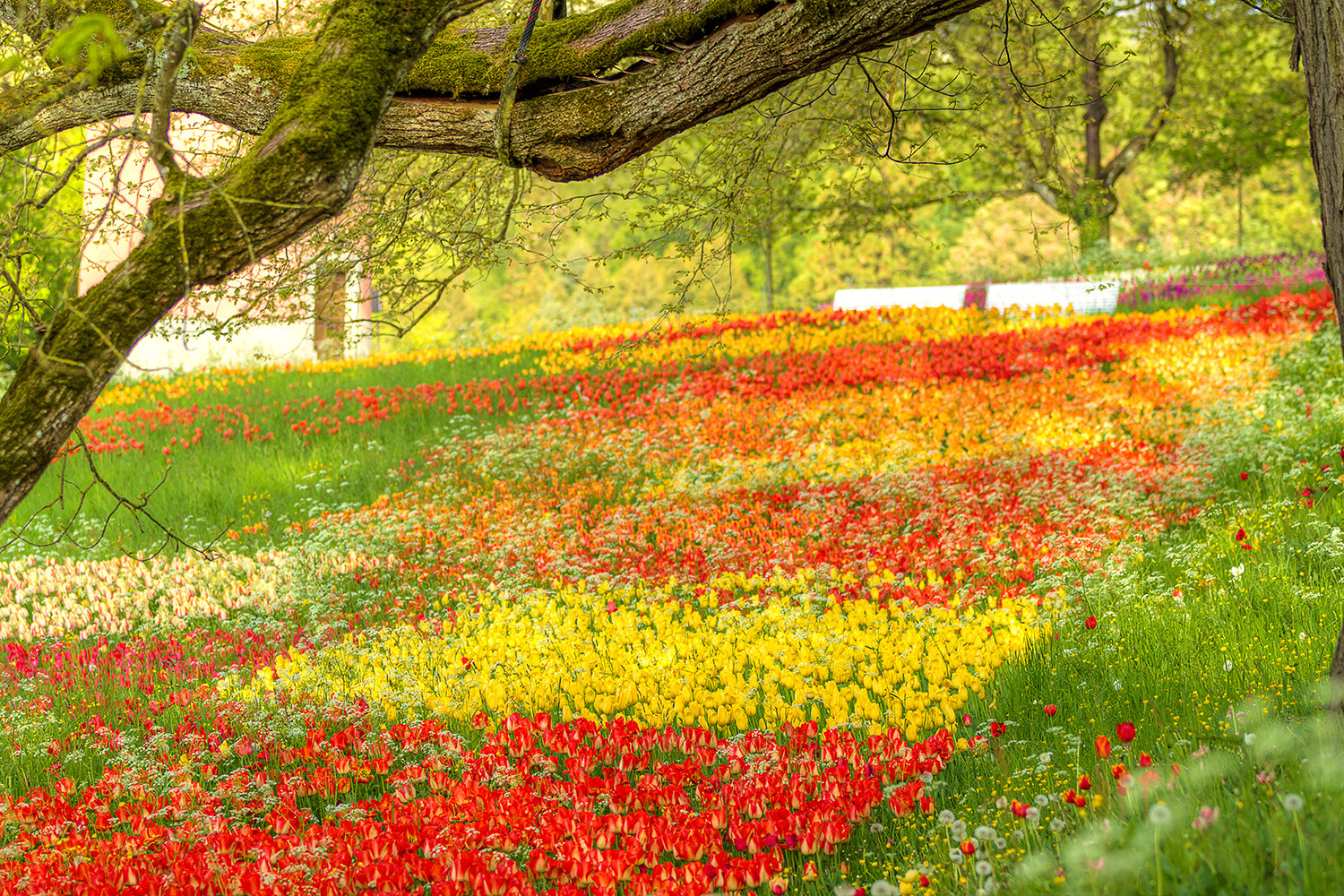Canon EF 70-200mm F2.8L IS II USM sample photo. Tulip meadow photography