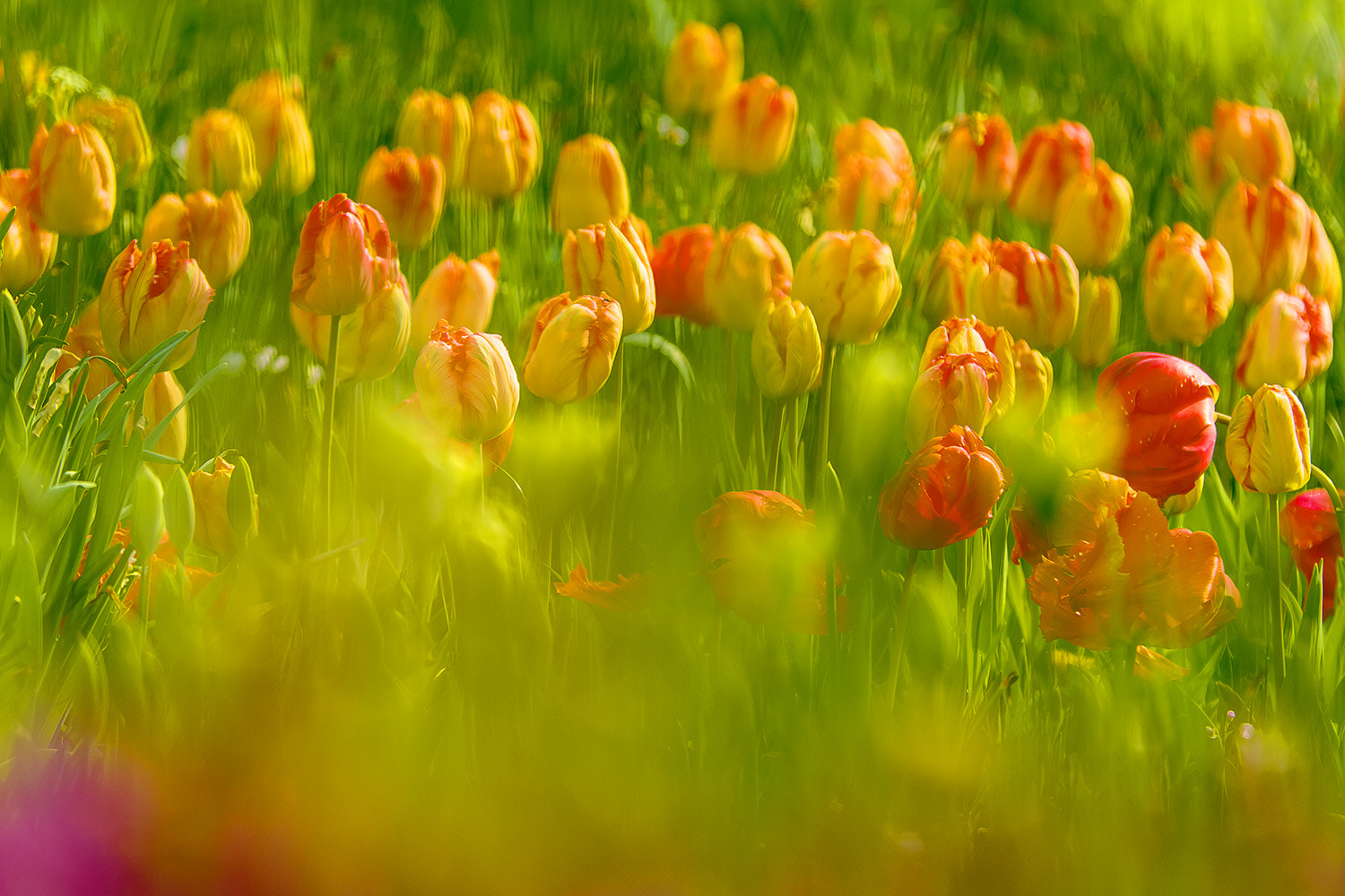 Canon EF 70-200mm F2.8L IS II USM sample photo. Tulips photography