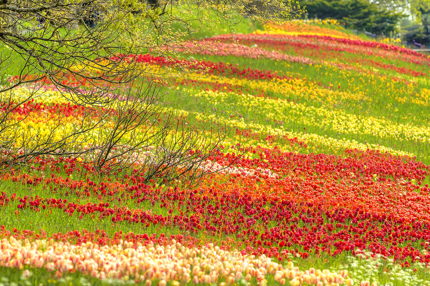 Canon EOS 7D sample photo. Tulip meadow photography