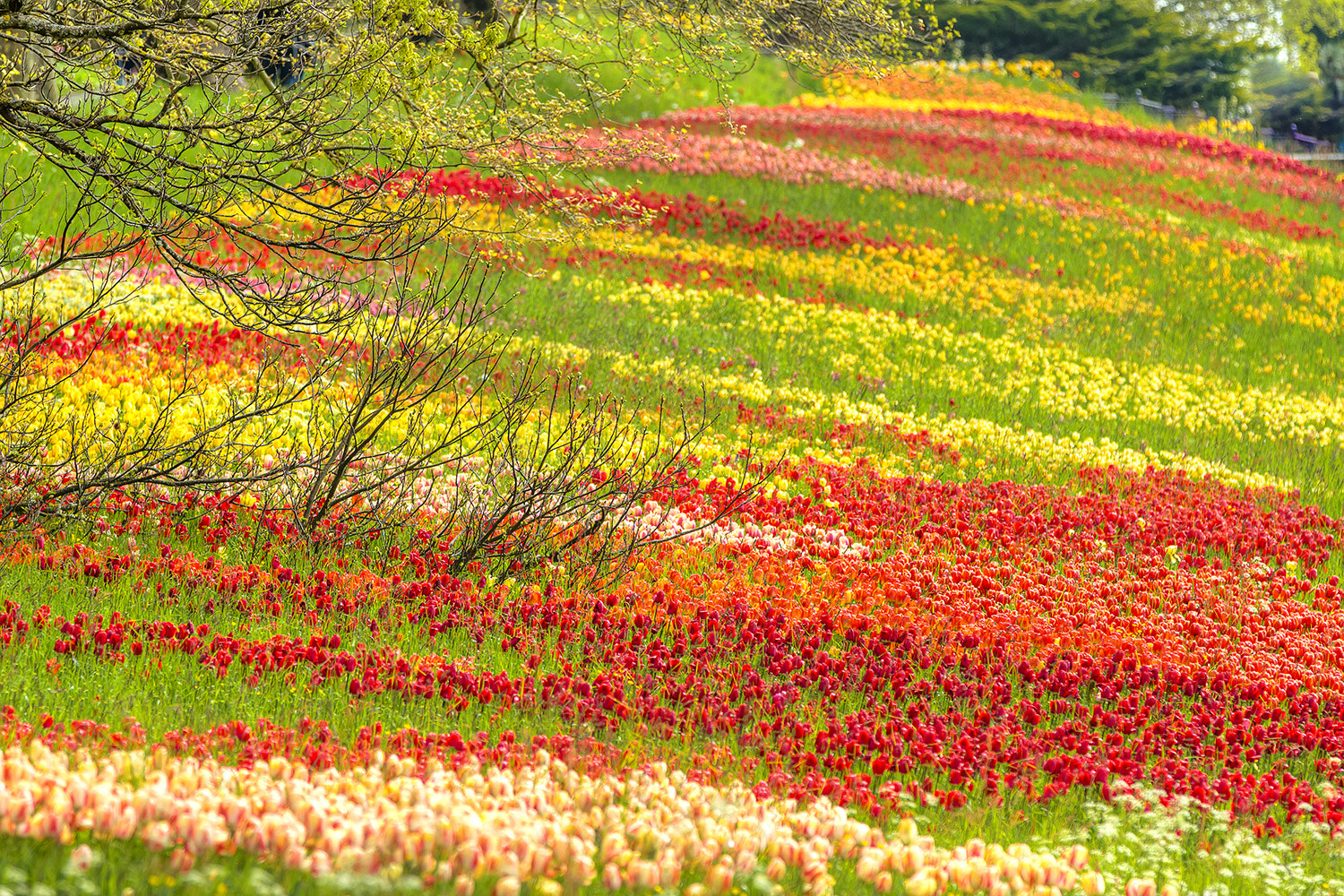 Canon EF 70-200mm F2.8L IS II USM sample photo. Tulip meadow photography