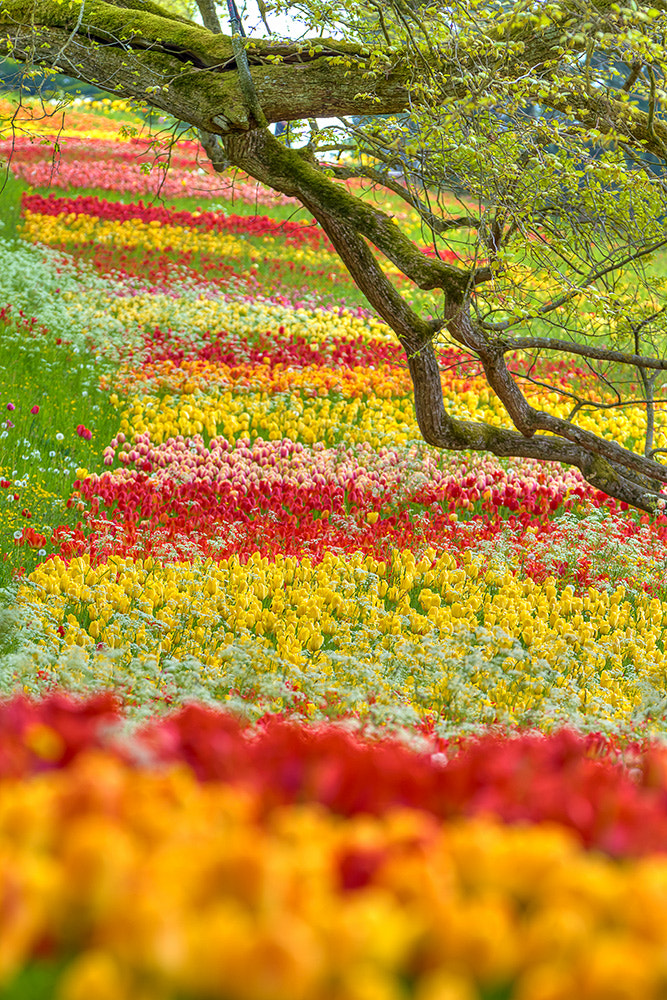 Canon EF 70-200mm F2.8L IS II USM sample photo. Tulip meadow photography