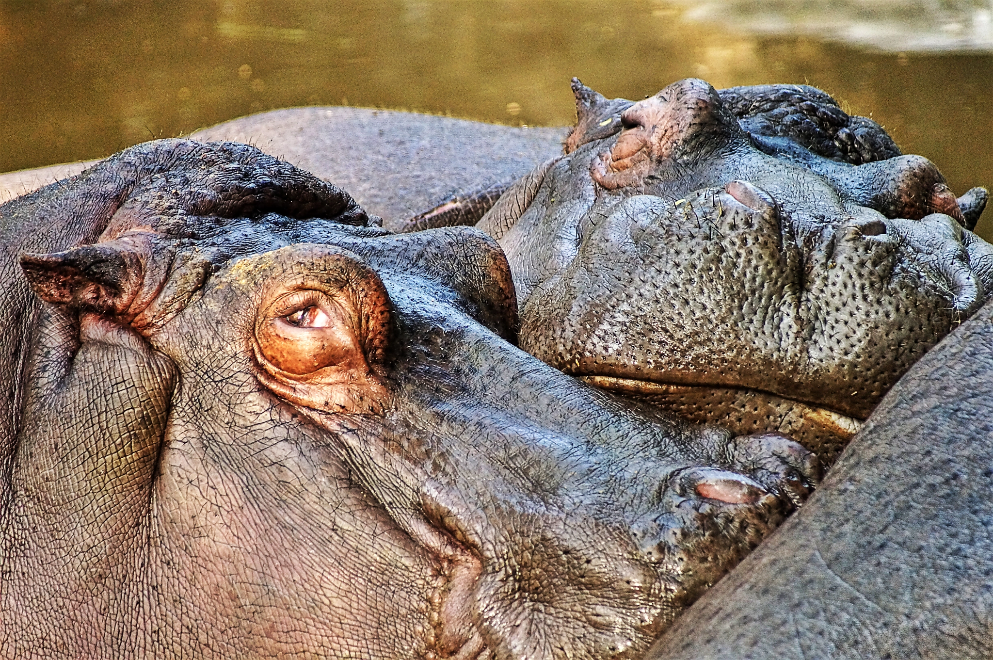 Sony 75-300mm F4.5-5.6 sample photo. Lazy giants photography