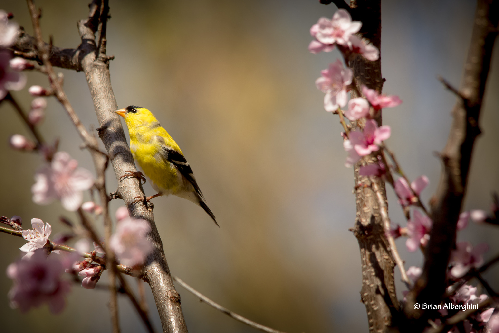 Nikon D7100 + Sigma 150-500mm F5-6.3 DG OS HSM sample photo. American goldfinch on alert photography