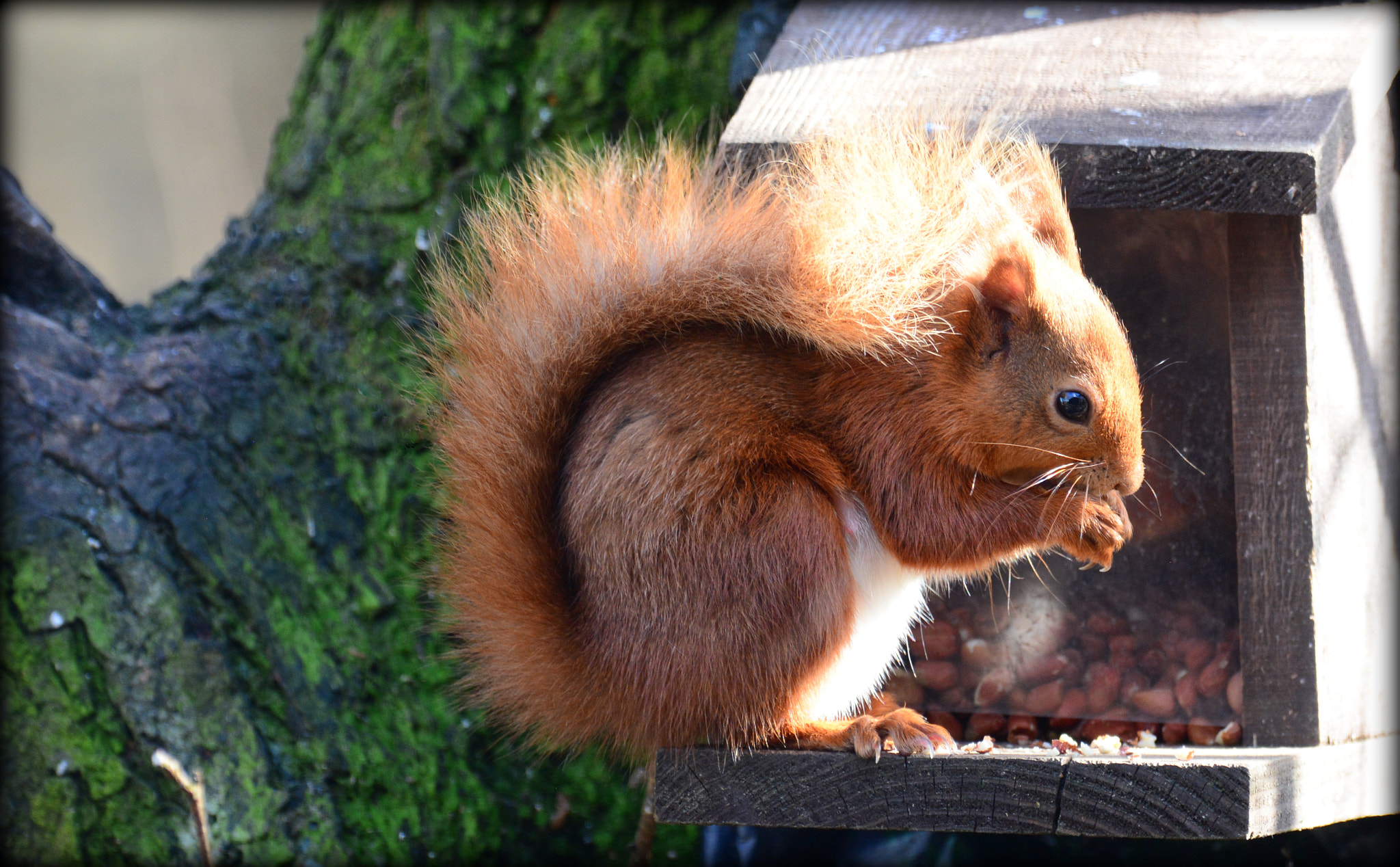 Nikon D7100 sample photo. Red squirrel photography