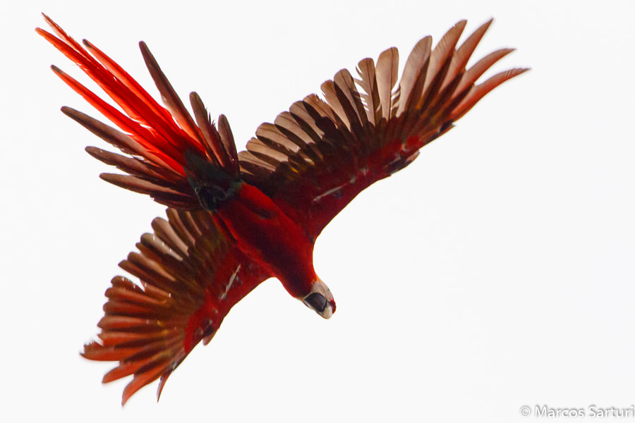 Canon EF 100-400mm F4.5-5.6L IS USM sample photo. Fazenda img photography