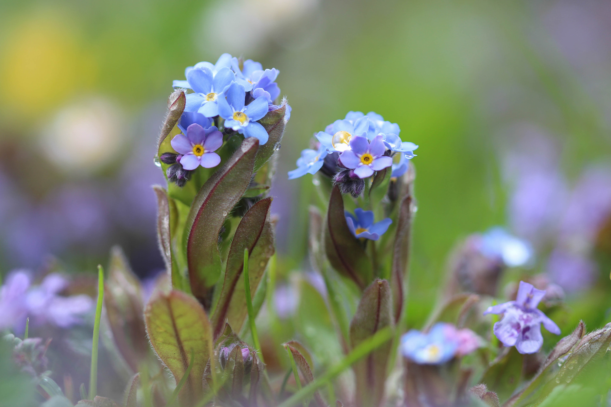Canon EOS 700D (EOS Rebel T5i / EOS Kiss X7i) + Canon EF 100mm F2.8 Macro USM sample photo. Forget-me-not photography