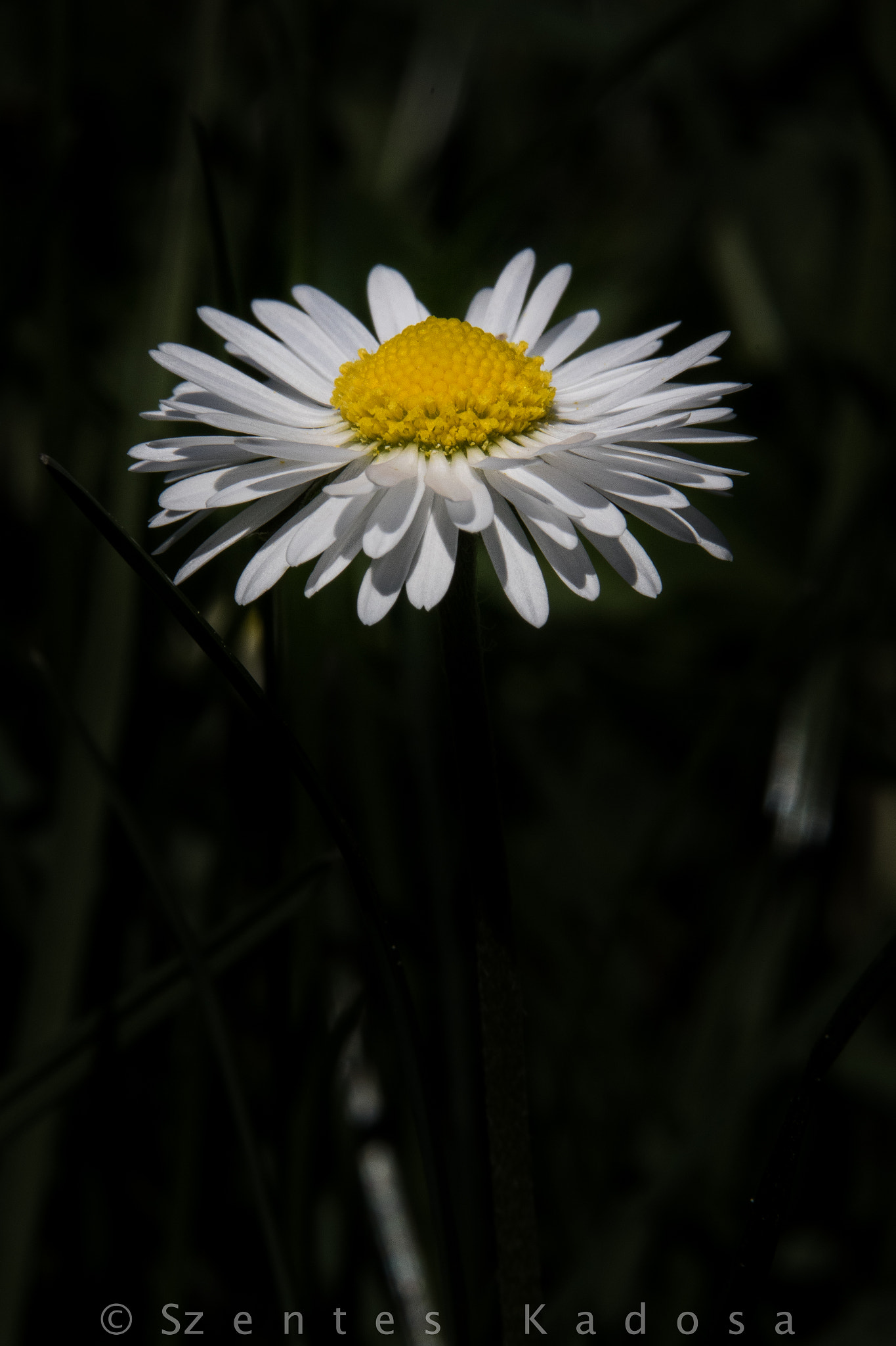 Canon EOS 7D Mark II + Sigma APO 50-150mm f/2.8 [II] EX DC HSM sample photo. Bellis perennis photography