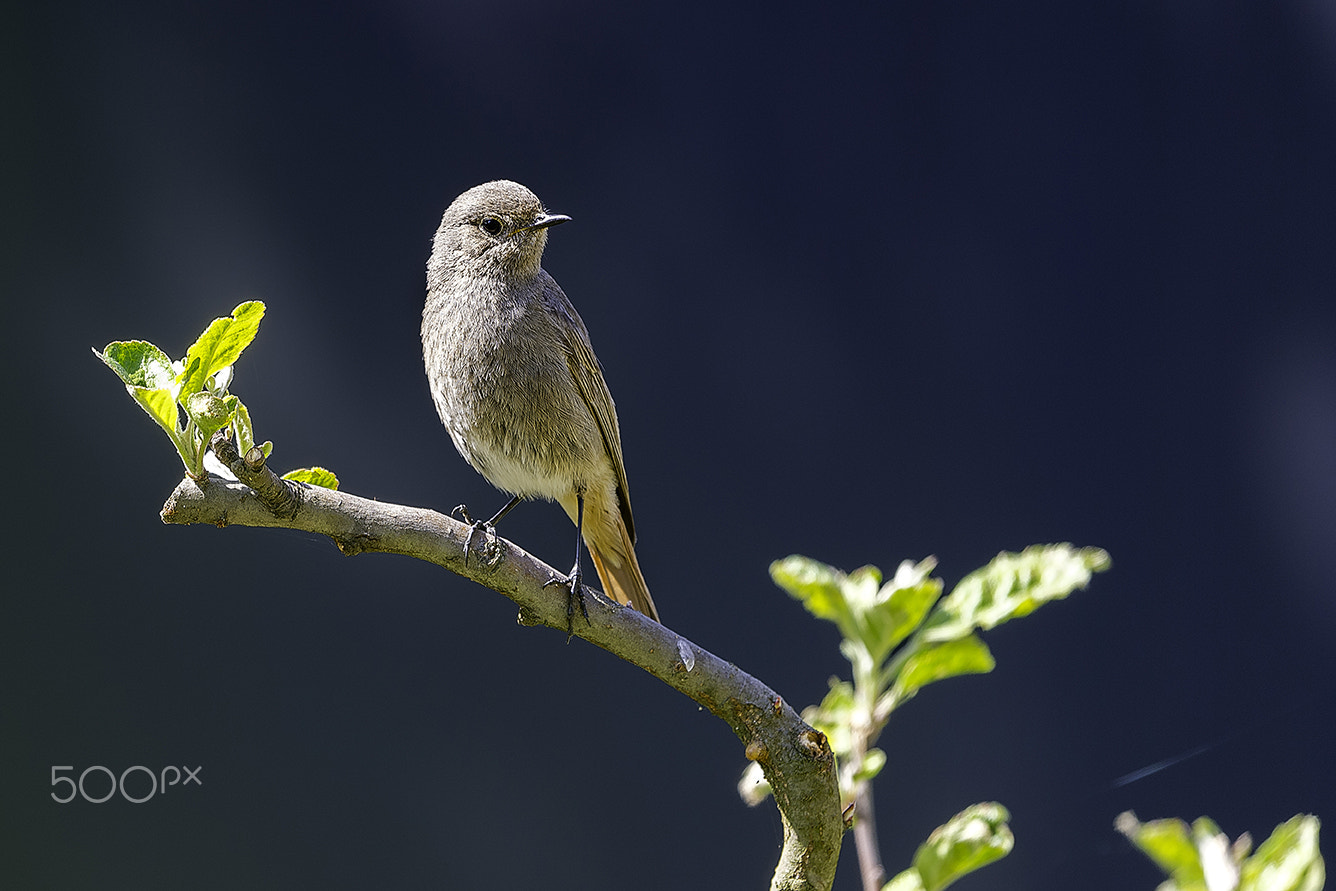 Nikon D5 + Nikon AF-S Nikkor 500mm F4G ED VR sample photo. Rouge queue noir photography