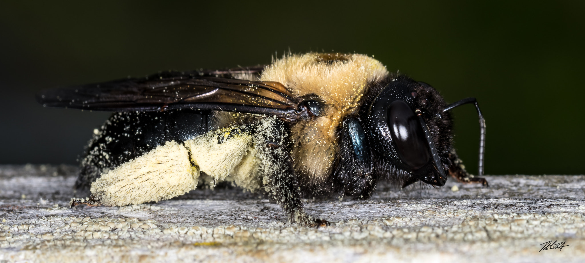 Nikon D500 sample photo. Macro bee photography