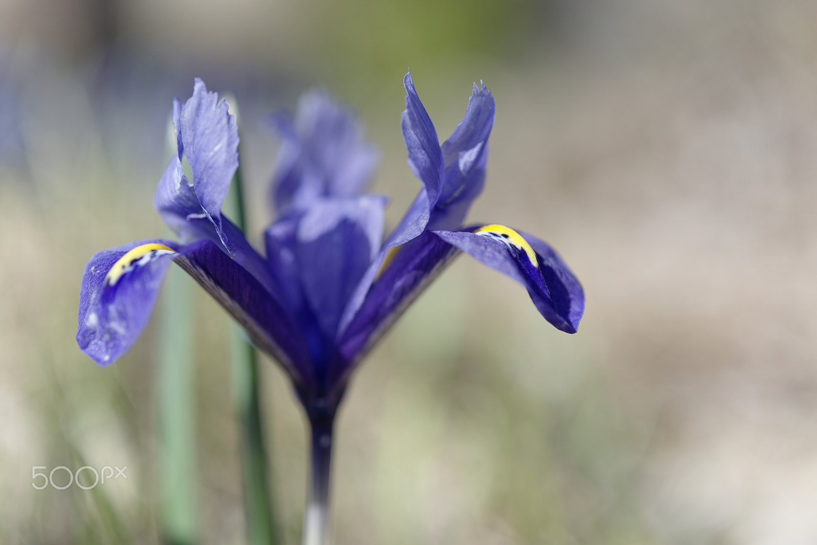 Nikon AF-S Micro-Nikkor 60mm F2.8G ED sample photo. *** photography
