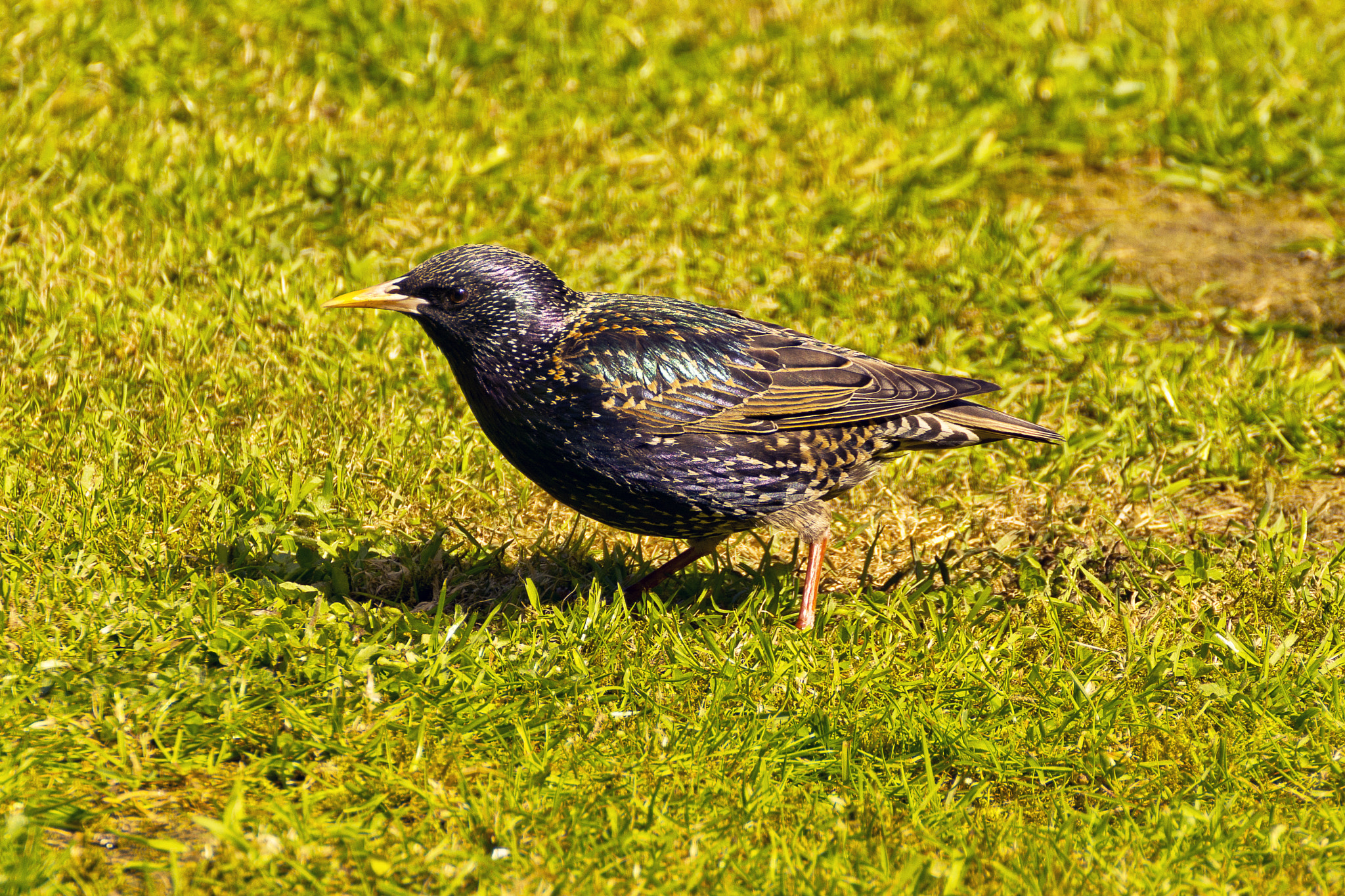 Nikon D7100 sample photo. European starling - sturnus vulgaris photography