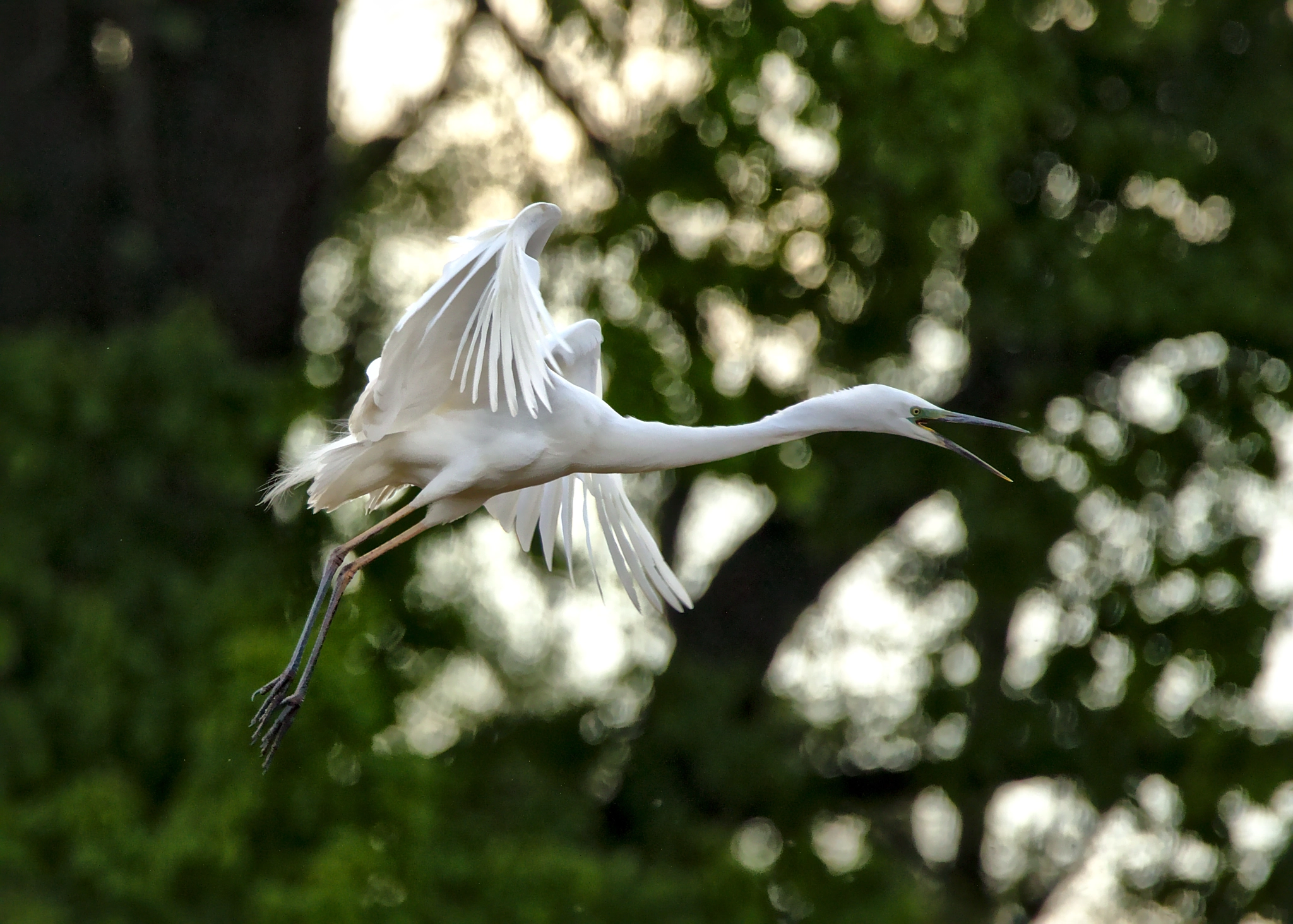 Canon EOS 7D Mark II + Tamron SP 150-600mm F5-6.3 Di VC USD sample photo. Great white heron photography