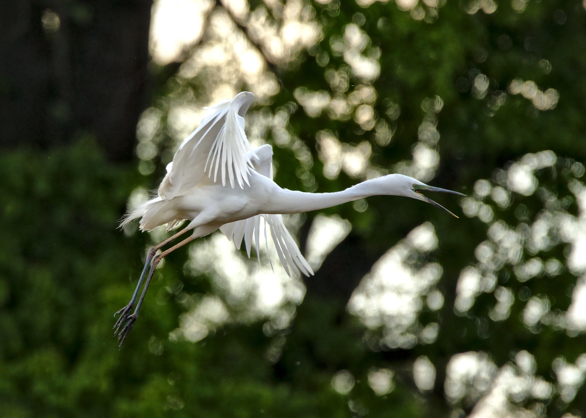 Tamron SP 150-600mm F5-6.3 Di VC USD sample photo. Great white heron photography