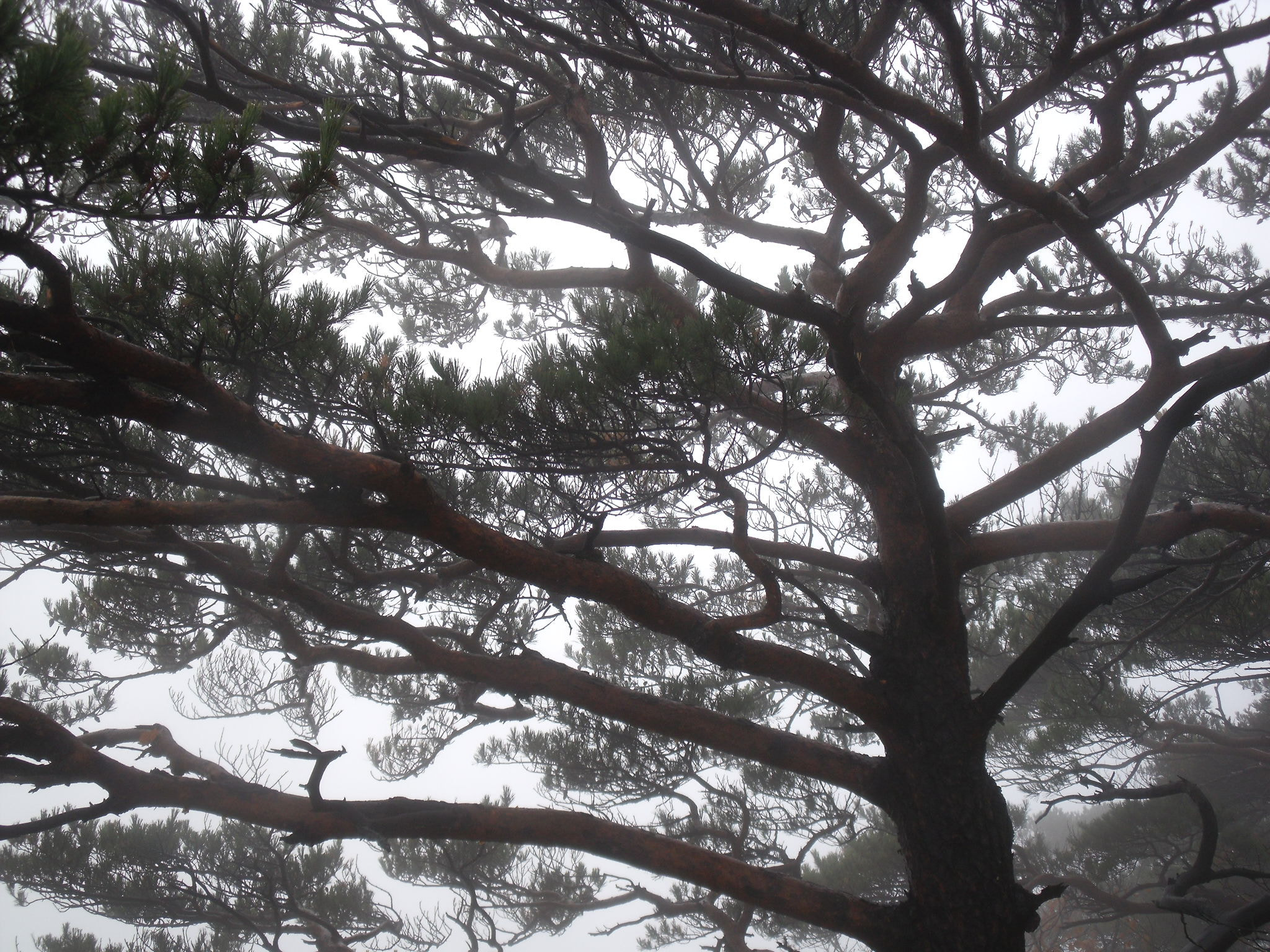 Fujifilm FinePix J110W sample photo. A pine tree on the foggy ridge photography