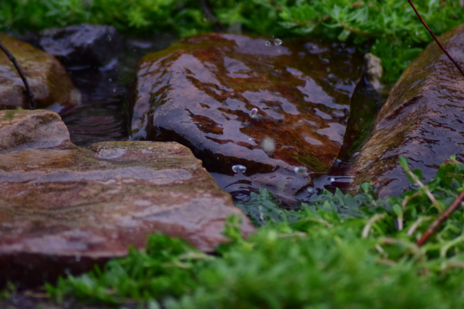 Nikon AF Nikkor 70-300mm F4-5.6G sample photo. Rain drops photography