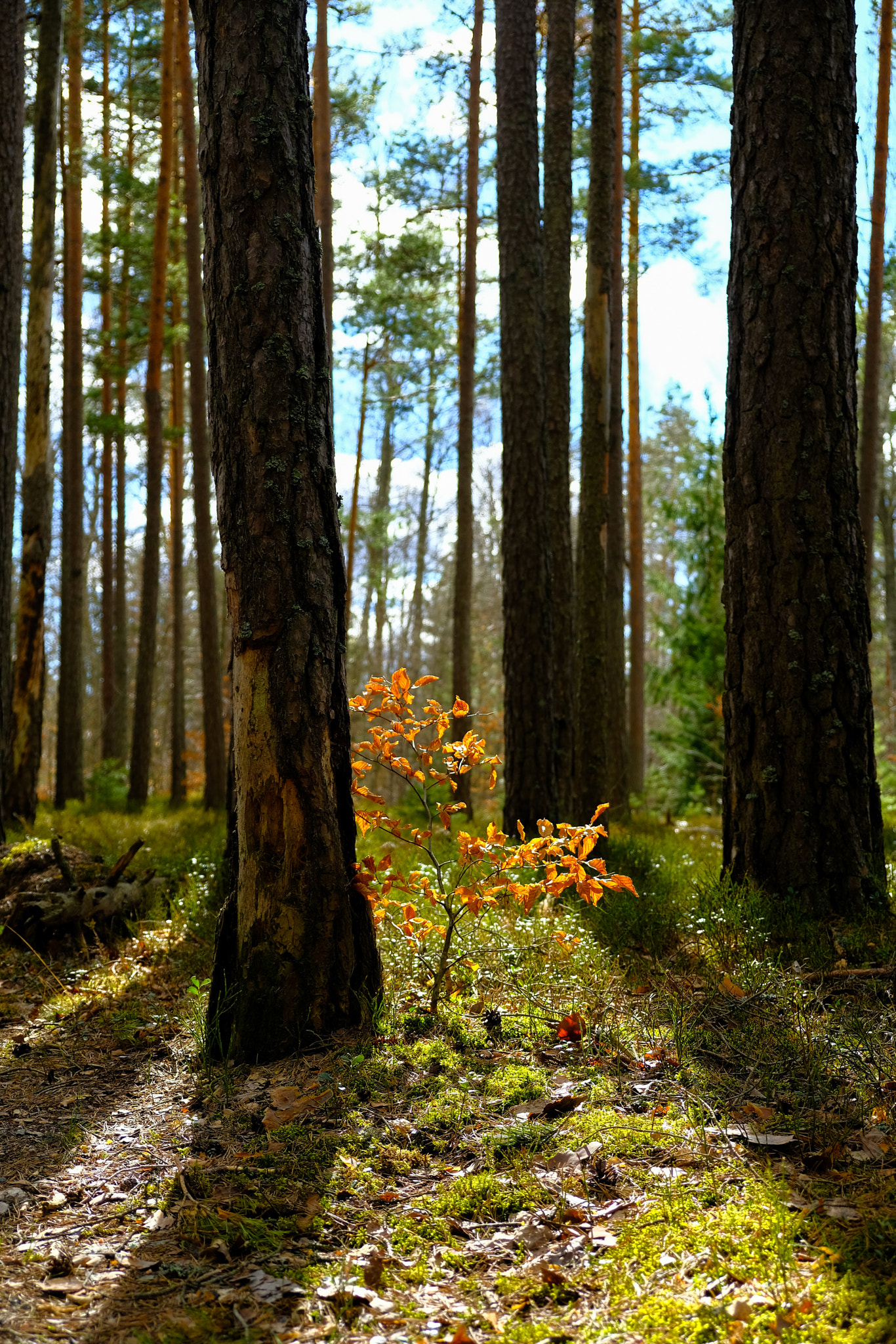 Fujifilm X-Pro2 + Fujifilm XF 18-55mm F2.8-4 R LM OIS sample photo. Mikaelrudolfsson  photography