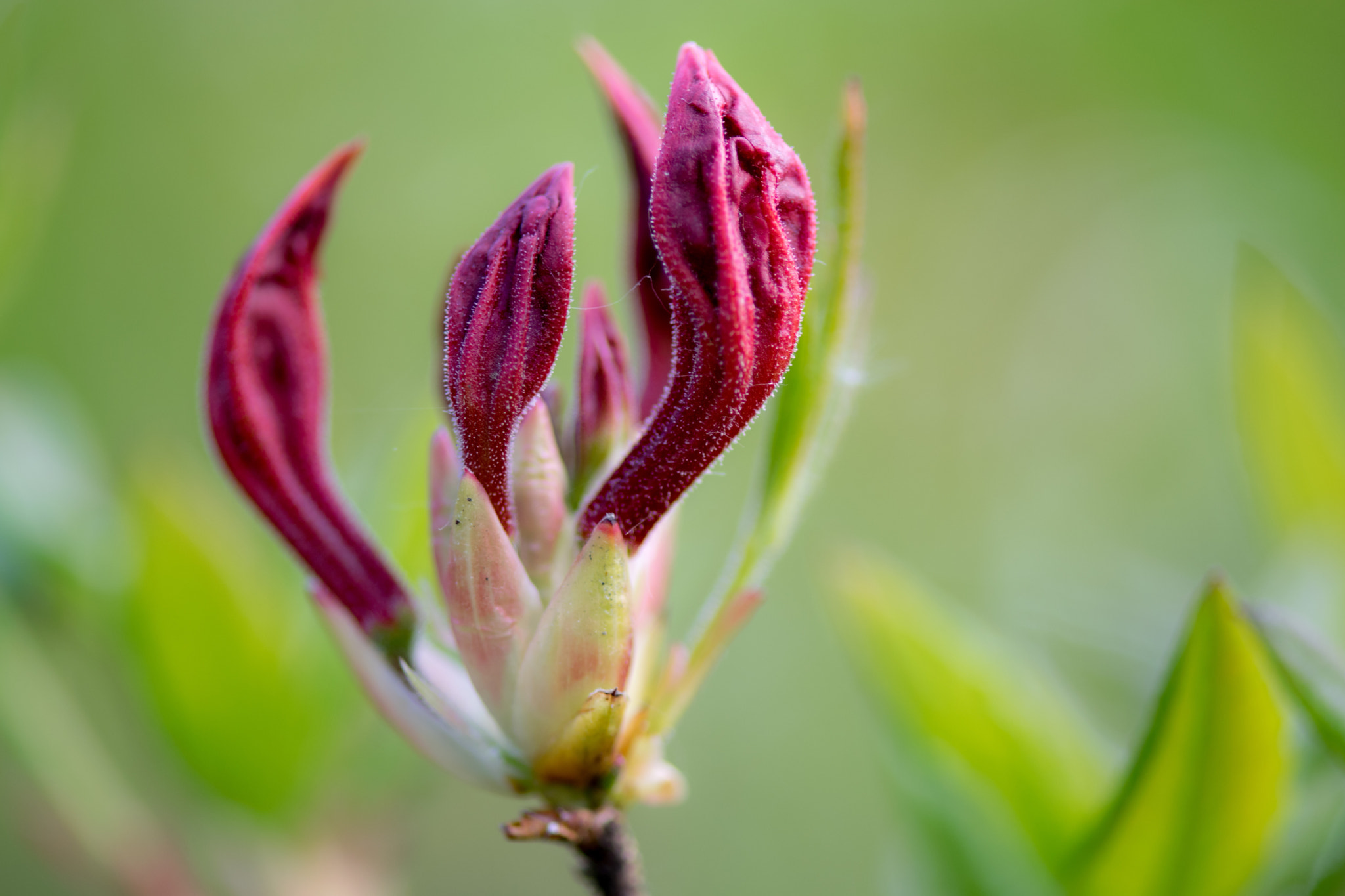 Nikon AF-S Micro-Nikkor 105mm F2.8G IF-ED VR sample photo