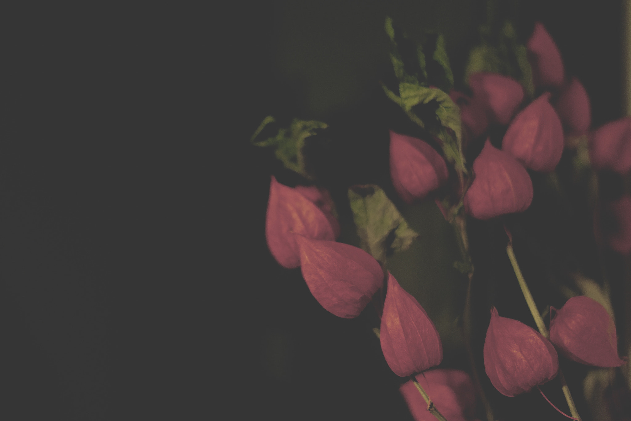 Nikon D700 + Nikon AF-S Nikkor 50mm F1.8G sample photo. Night flowers photography