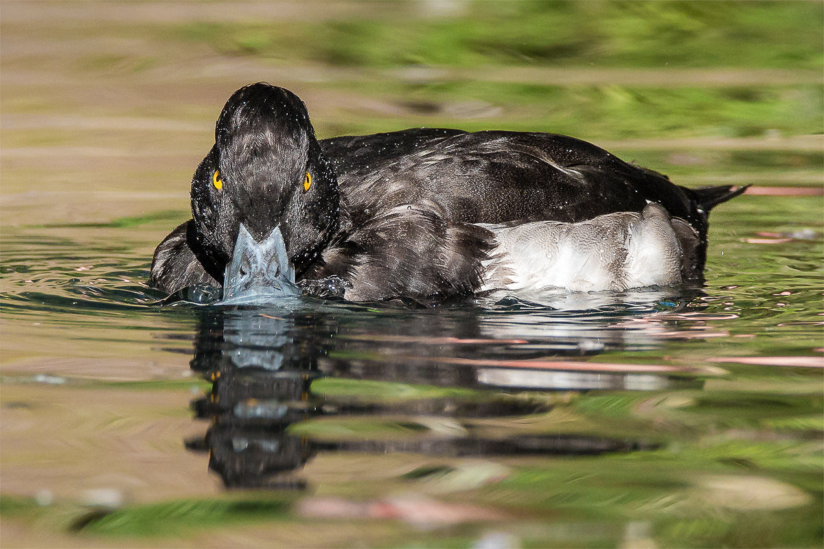 Tamron SP 150-600mm F5-6.3 Di VC USD sample photo. If looks could kill photography