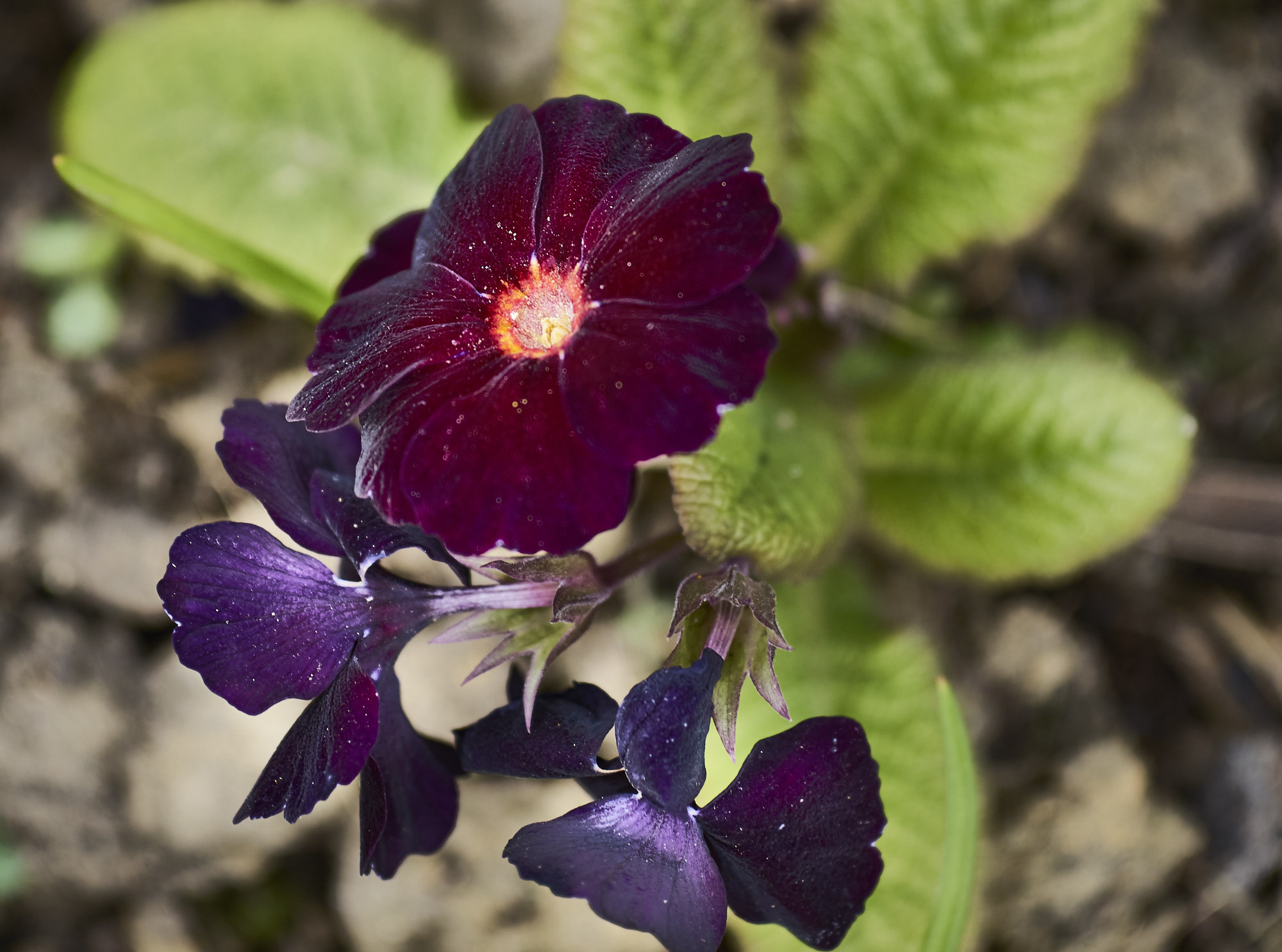 Olympus PEN-F + Sigma 60mm F2.8 DN Art sample photo. Primula 1 photography