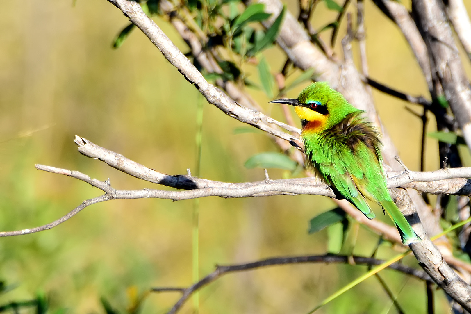 Nikon D5500 + Tamron SP 150-600mm F5-6.3 Di VC USD sample photo. Little bee-eater photography