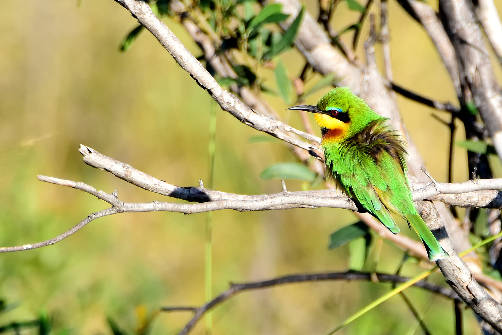 Nikon D5500 sample photo. Little bee-eater photography