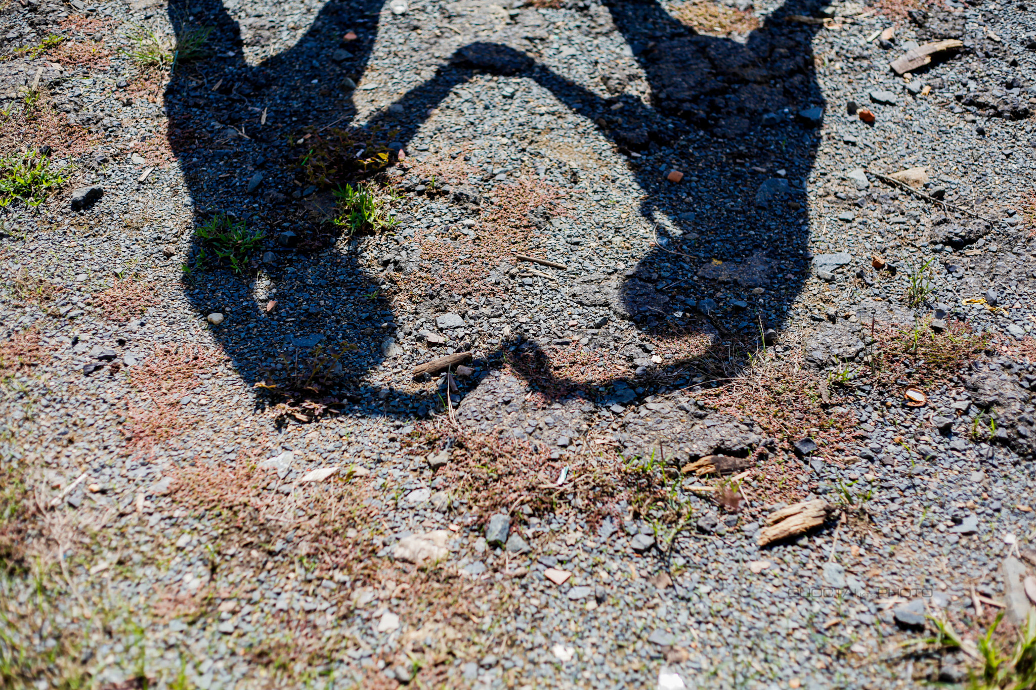 Canon EF 50mm F1.8 II sample photo. Nice photography