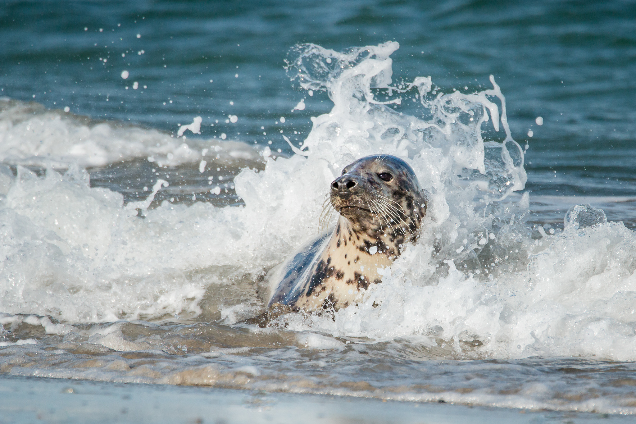 Tamron SP 150-600mm F5-6.3 Di VC USD sample photo. Coming home photography