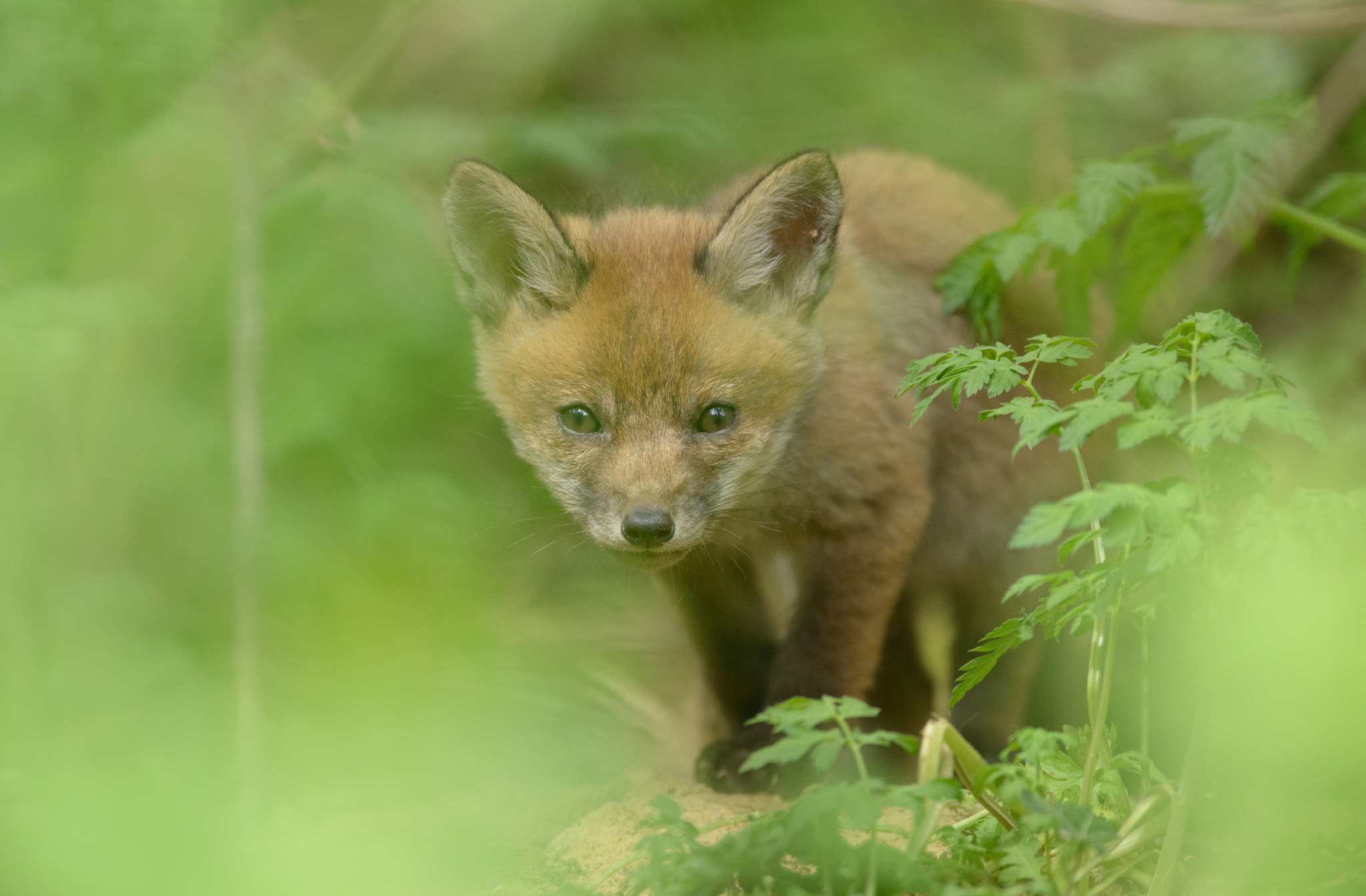 AF-S Nikkor 300mm f/2.8D IF-ED II sample photo. Fox cubs photography