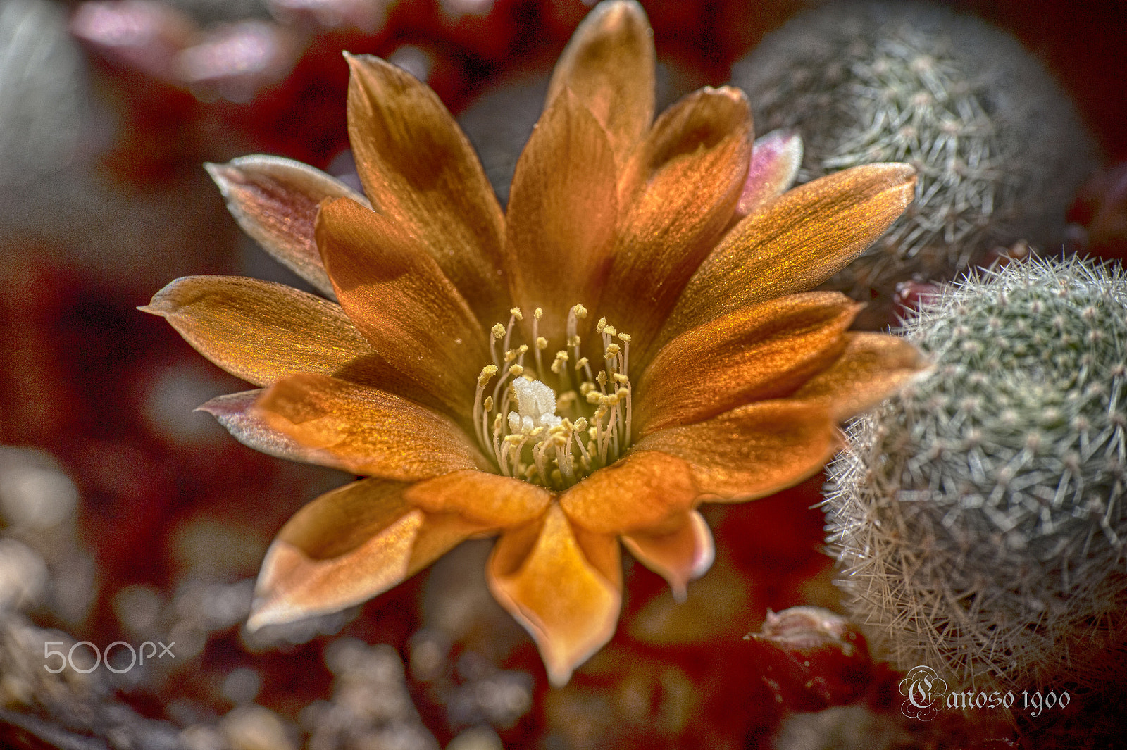 Nikon D700 sample photo. Cactus photography