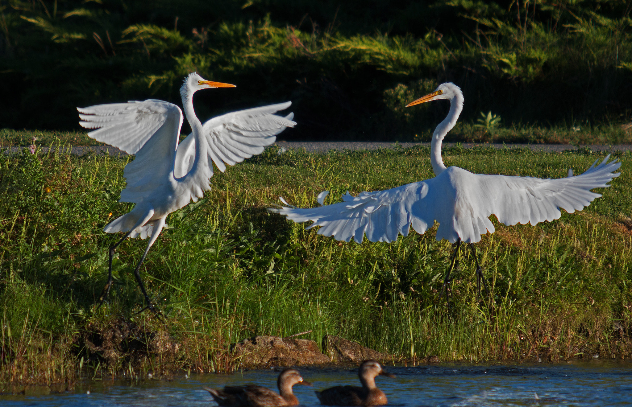 Canon EF 70-200mm F2.8L USM sample photo. Jousting egrets photography