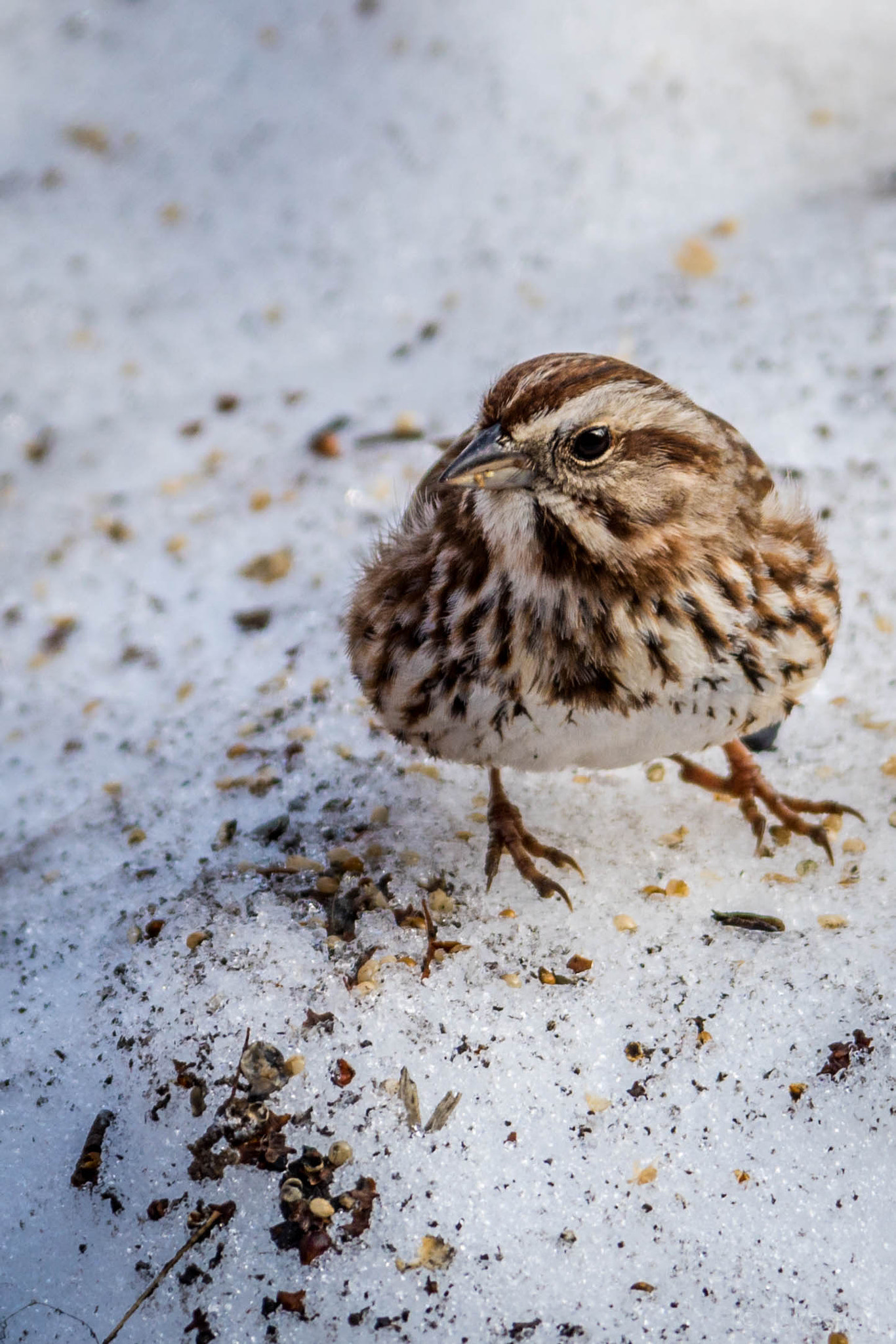 Tamron SP AF 70-200mm F2.8 Di LD (IF) MACRO sample photo. Bruant chanteur / song sparrow photography