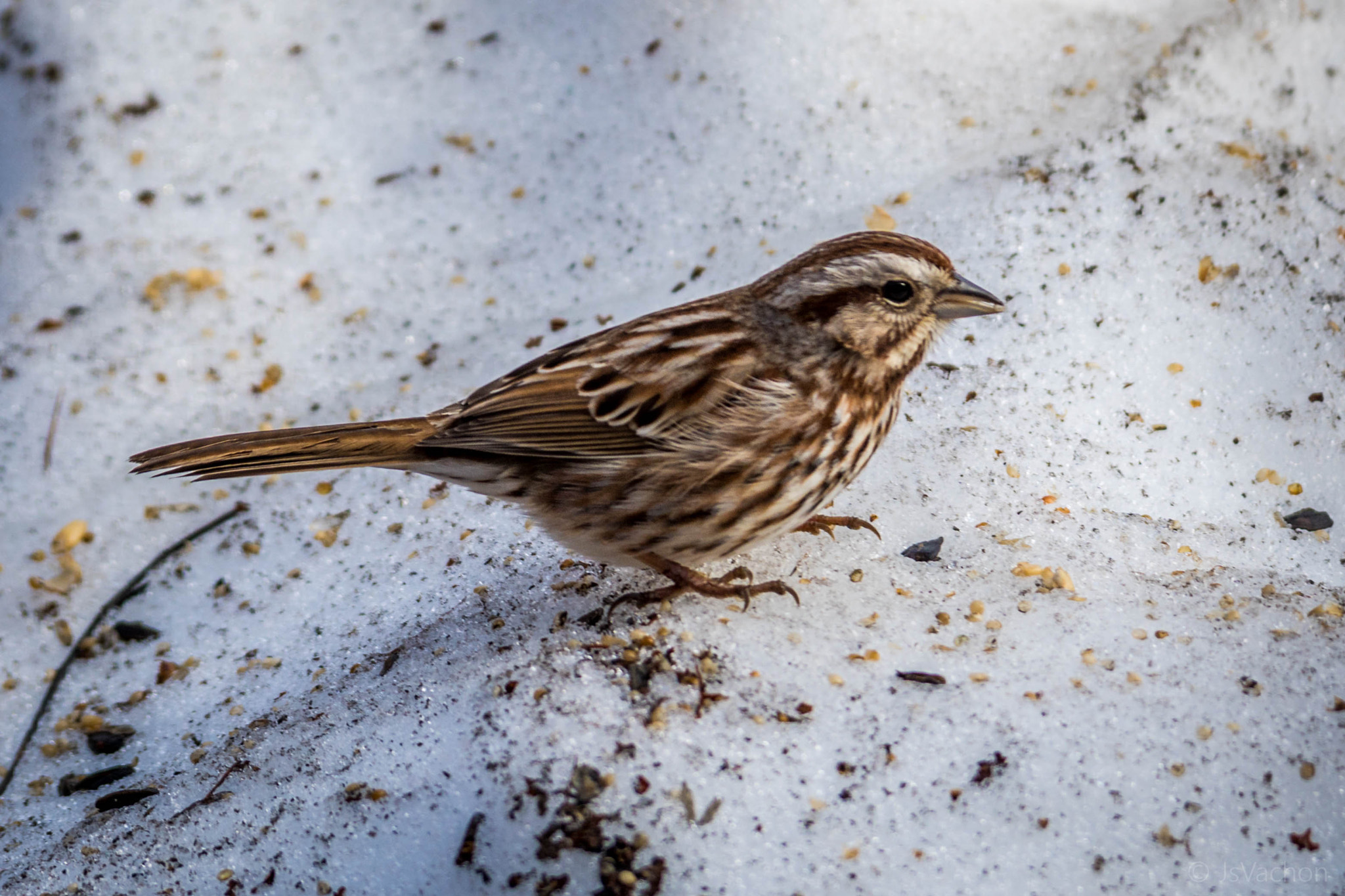 Tamron SP AF 70-200mm F2.8 Di LD (IF) MACRO sample photo. Bruant chanteur / song sparrow photography