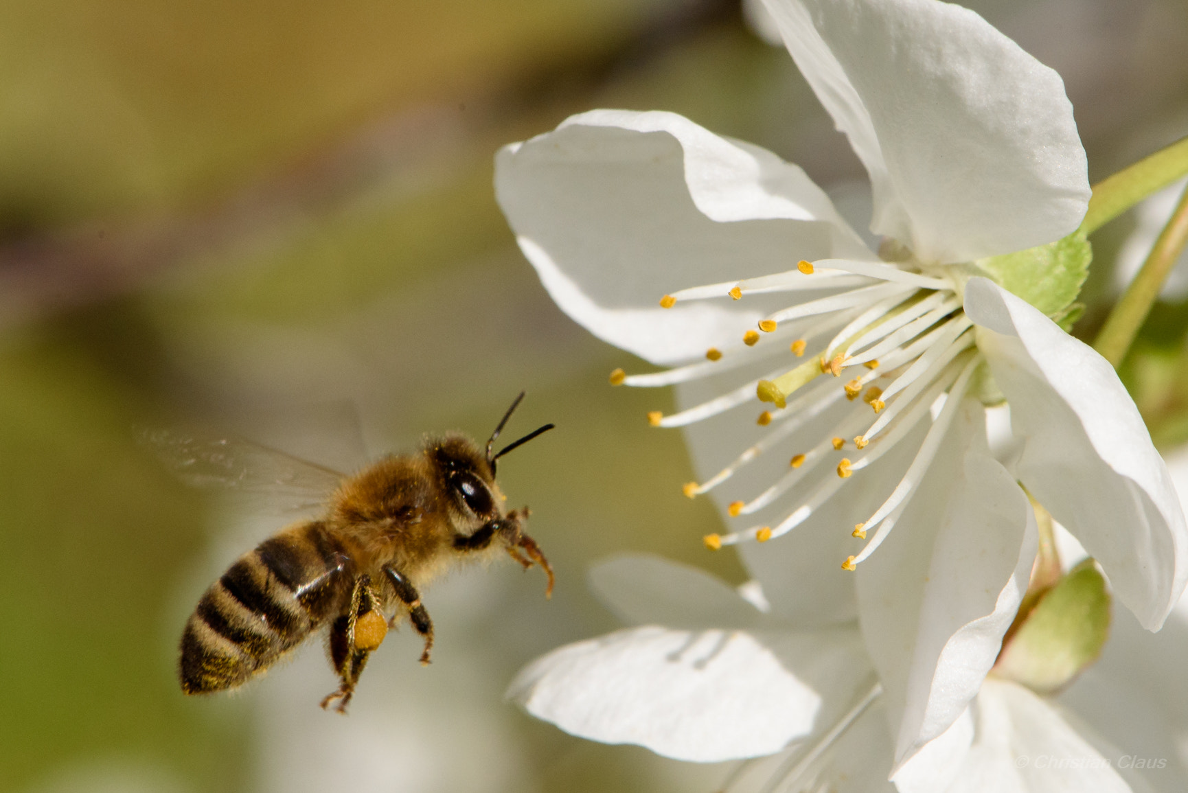 Nikon AF-S Micro-Nikkor 105mm F2.8G IF-ED VR sample photo. Honey bee in approach photography